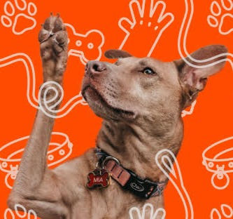 Workshop Tekenband knopen