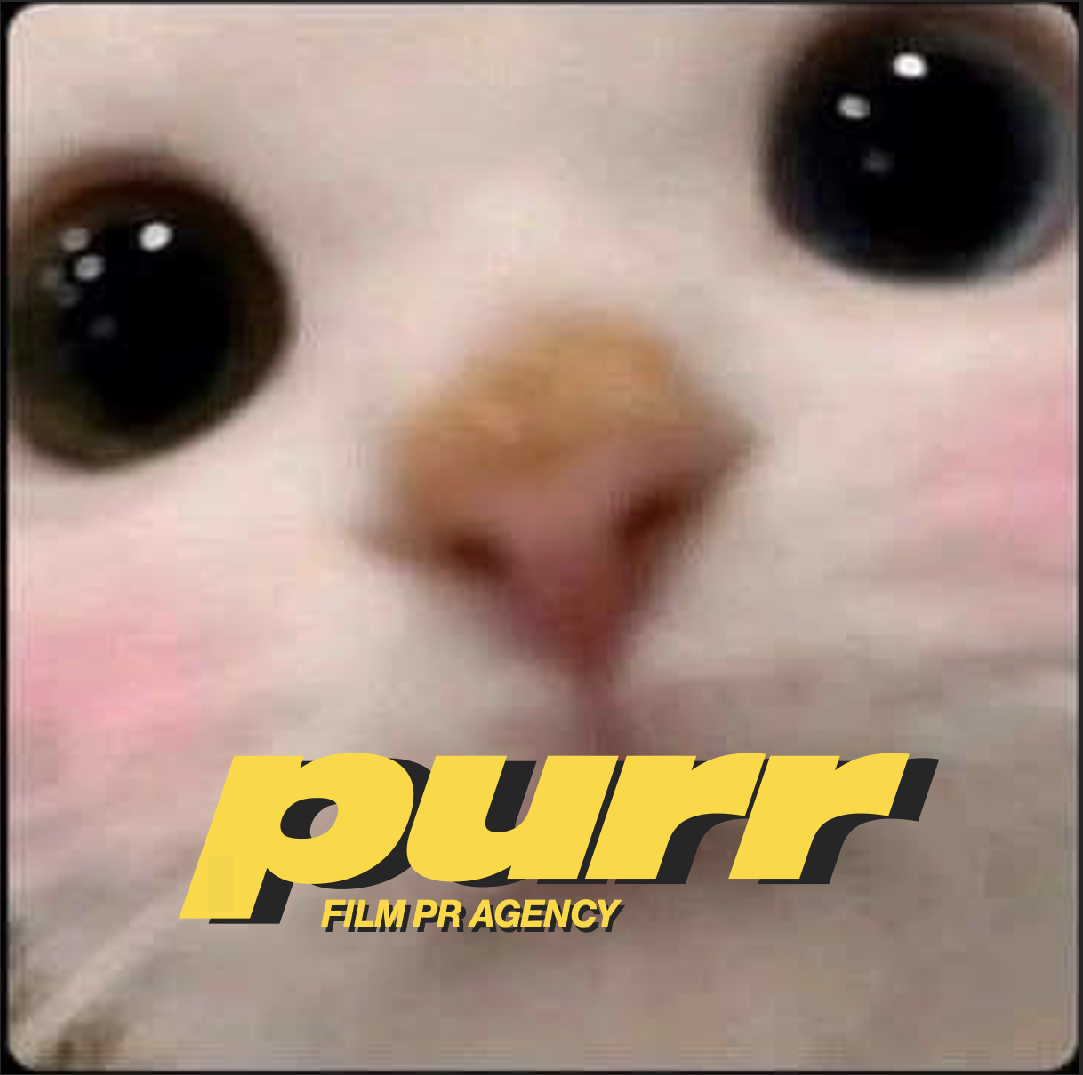 cute cat meme purr film pr agency