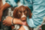 german-shorthaired-pointer-owners-arm-1329708826-2000-0530e385759f4203b7f8b9fa75e919f5.jpg