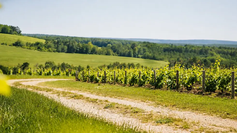 Onverhard wandelpad langs de wijngaarden, met glooiende velden en bos op de achtergrond, nabij La Découverte Trouvée