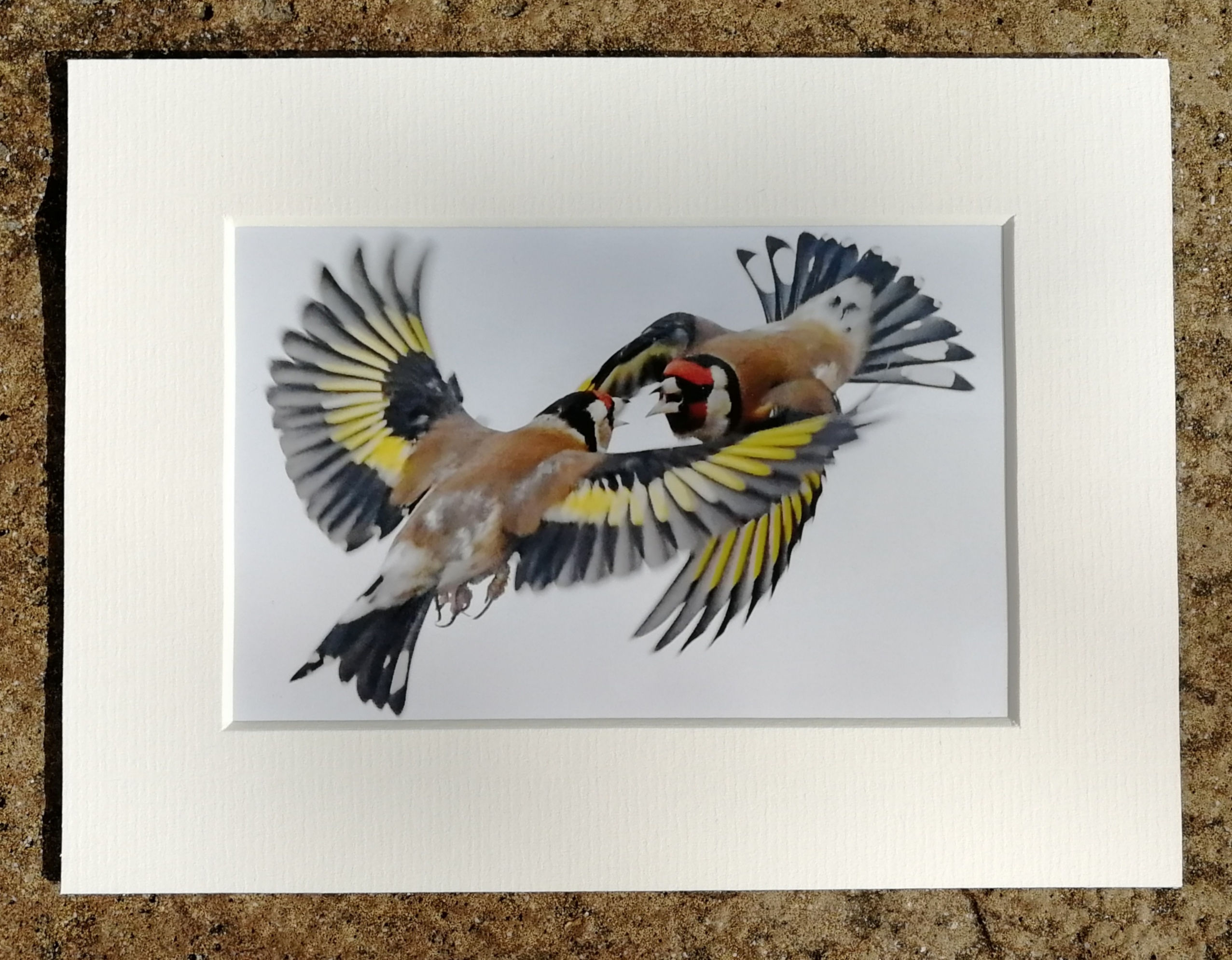 Bickering Goldfinches - 6x4 mounted print