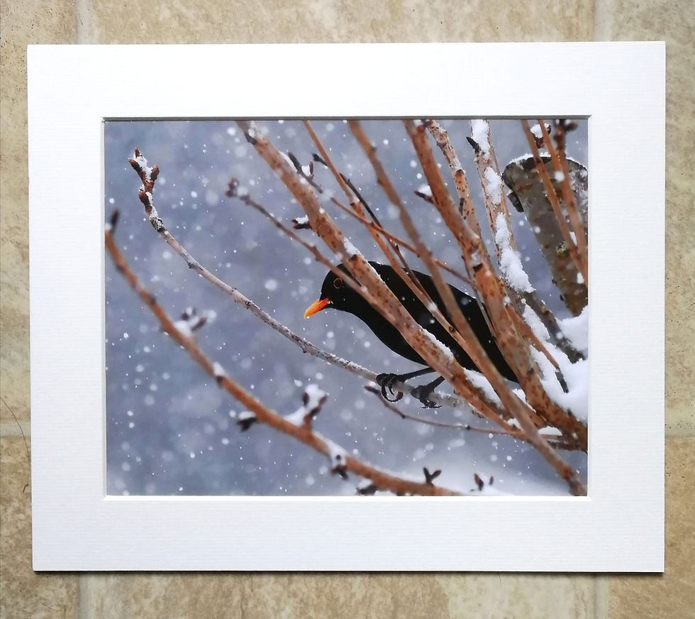 Snowy Blackbird - 10x8 mounted print