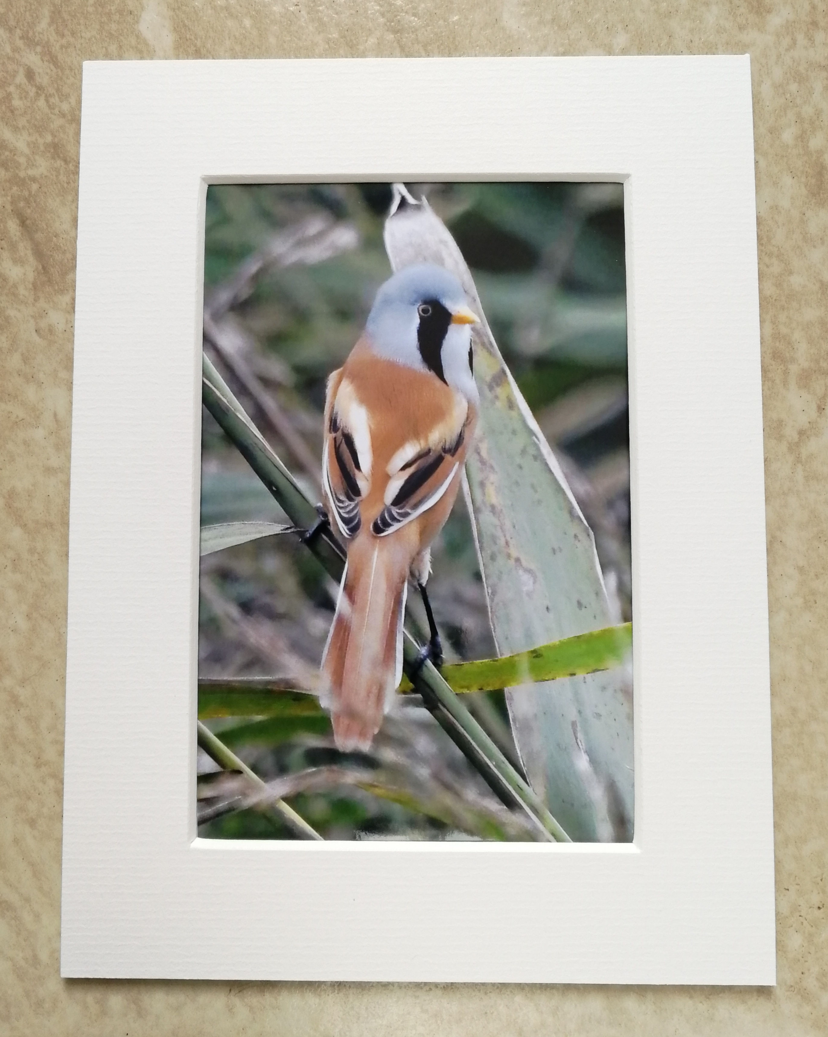 Male Bearded Tit - 6x4 mounted print 