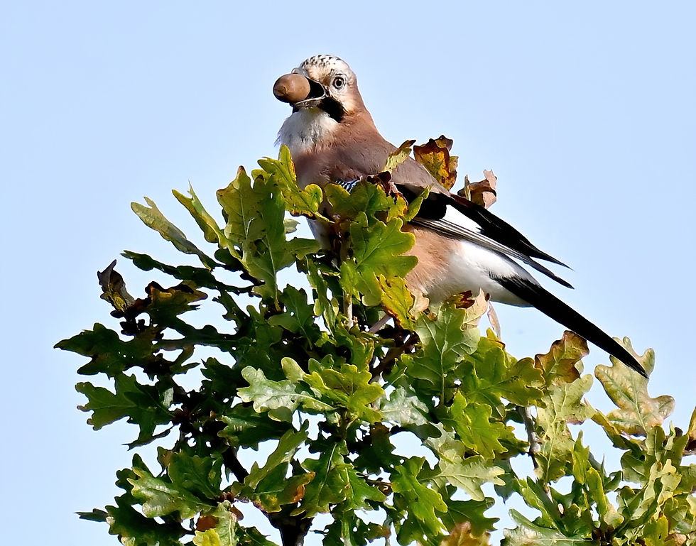 Jay with acorn - 10x8 mounted print (Landscape orientation)