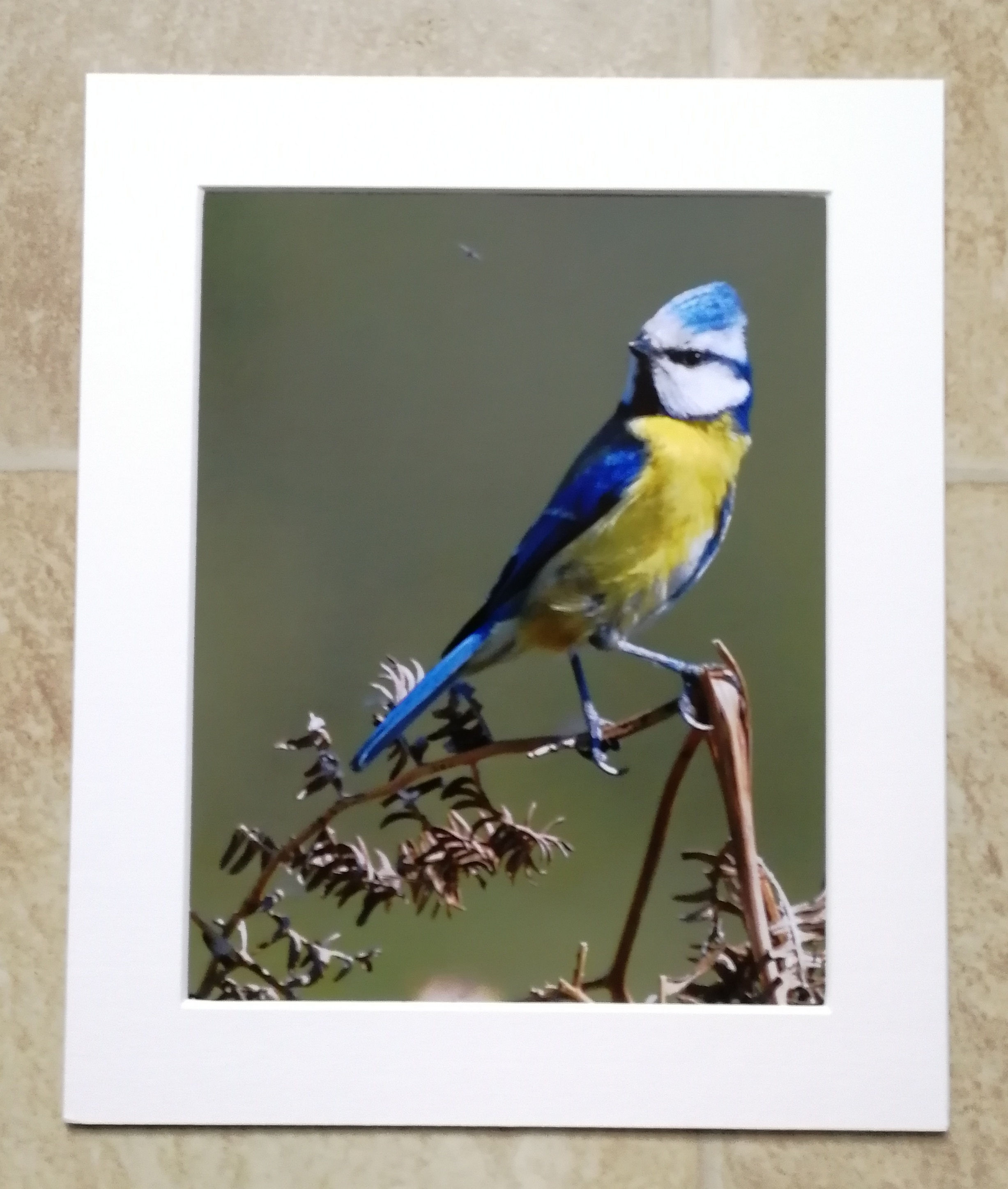Blue Tit and the fly - 10x8 mounted print