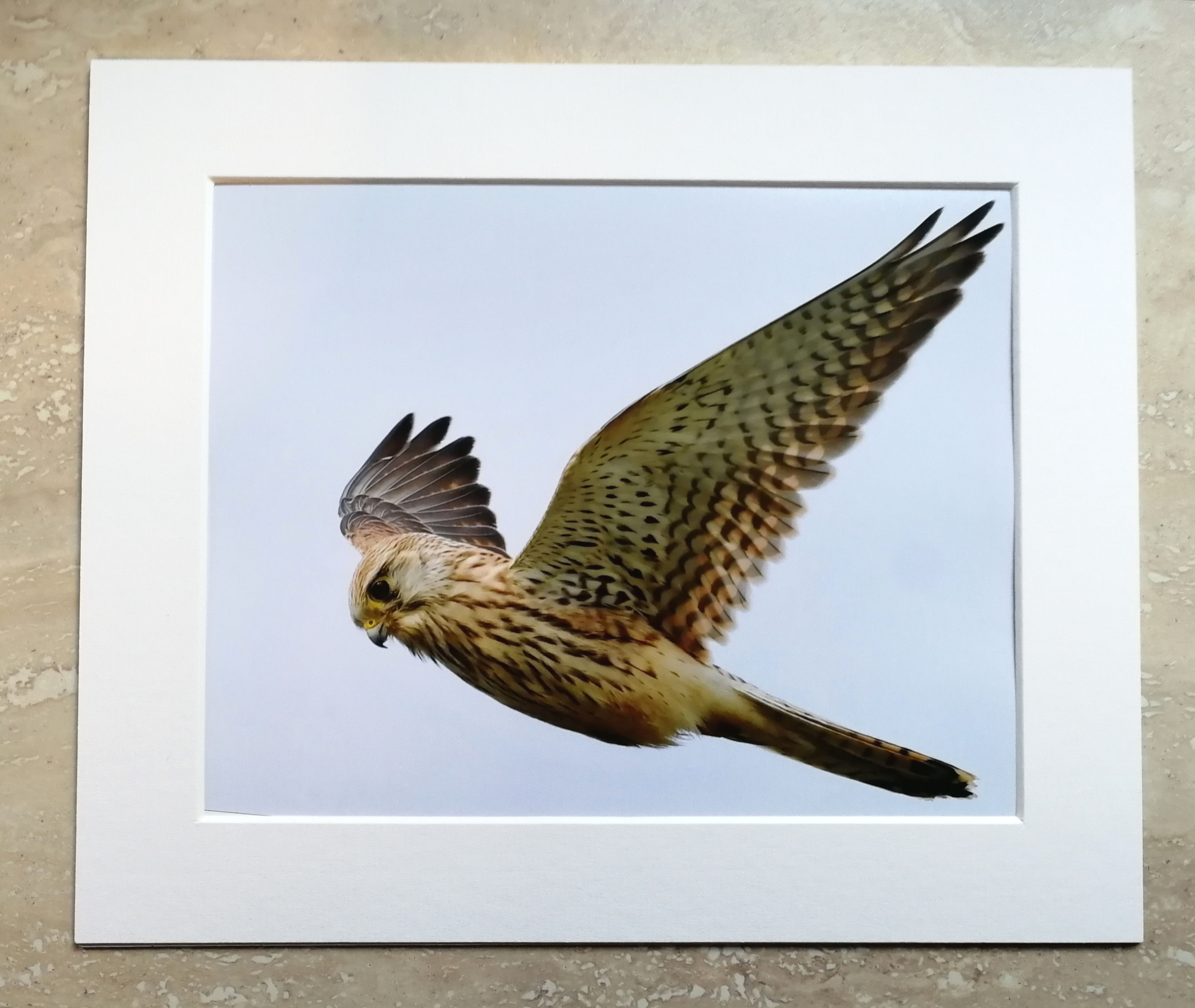 Hovering Kestrel - 10x8 mounted print