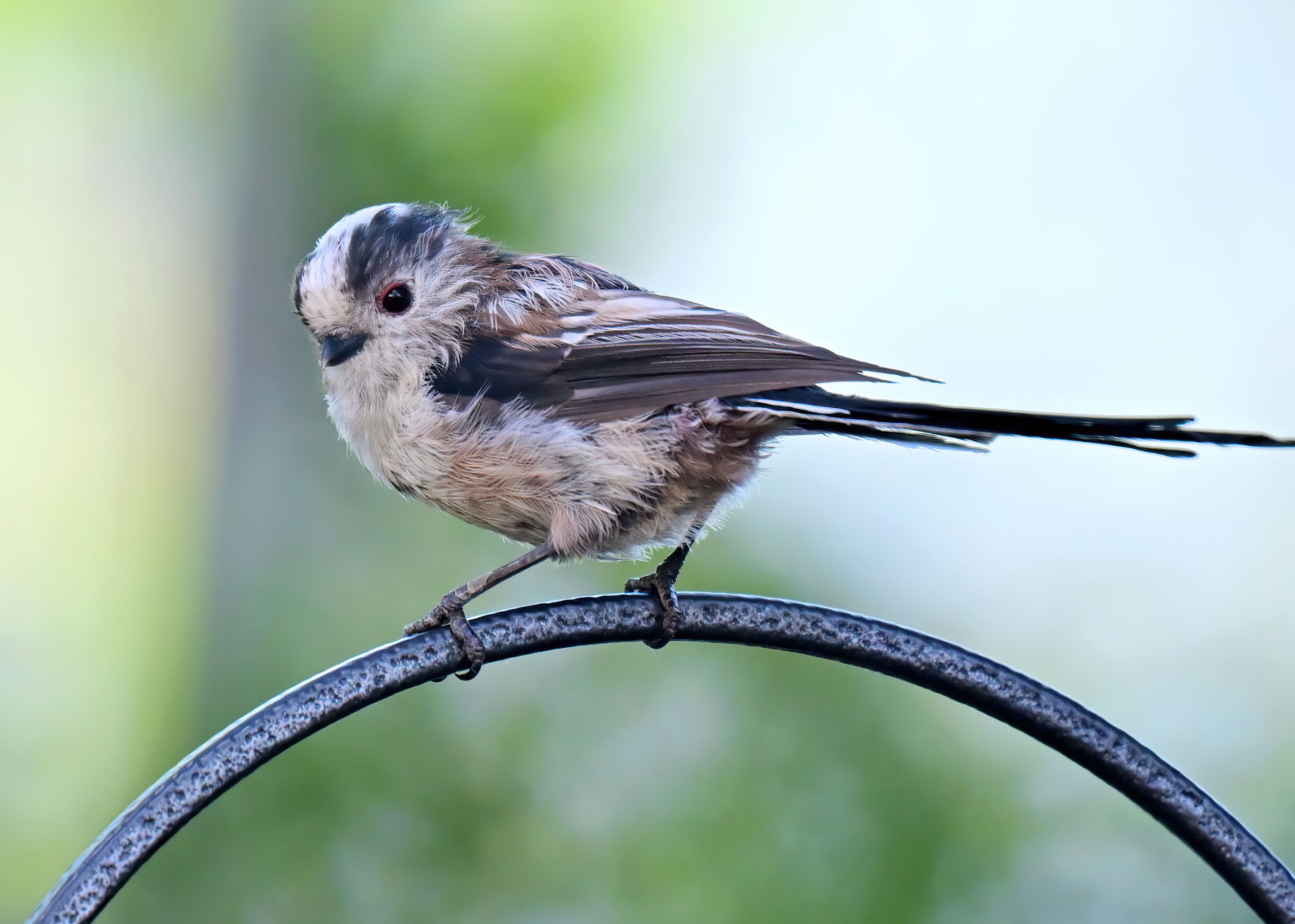Long Tailed Tit - 10x8 mounted print (Landscape orientation)