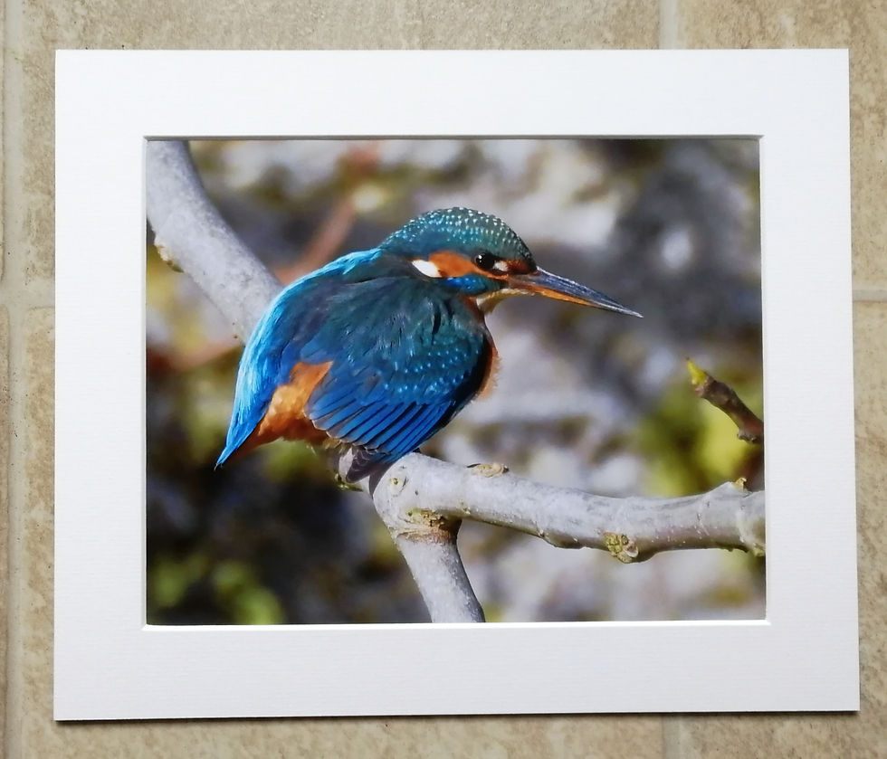 Kingfisher branch 4 - 10x8 mounted print