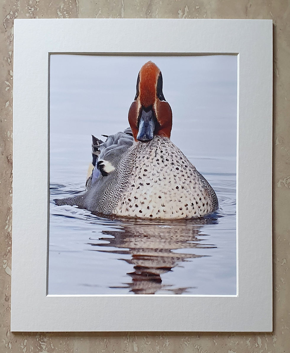 Teal Straight On - 10x8 mounted print