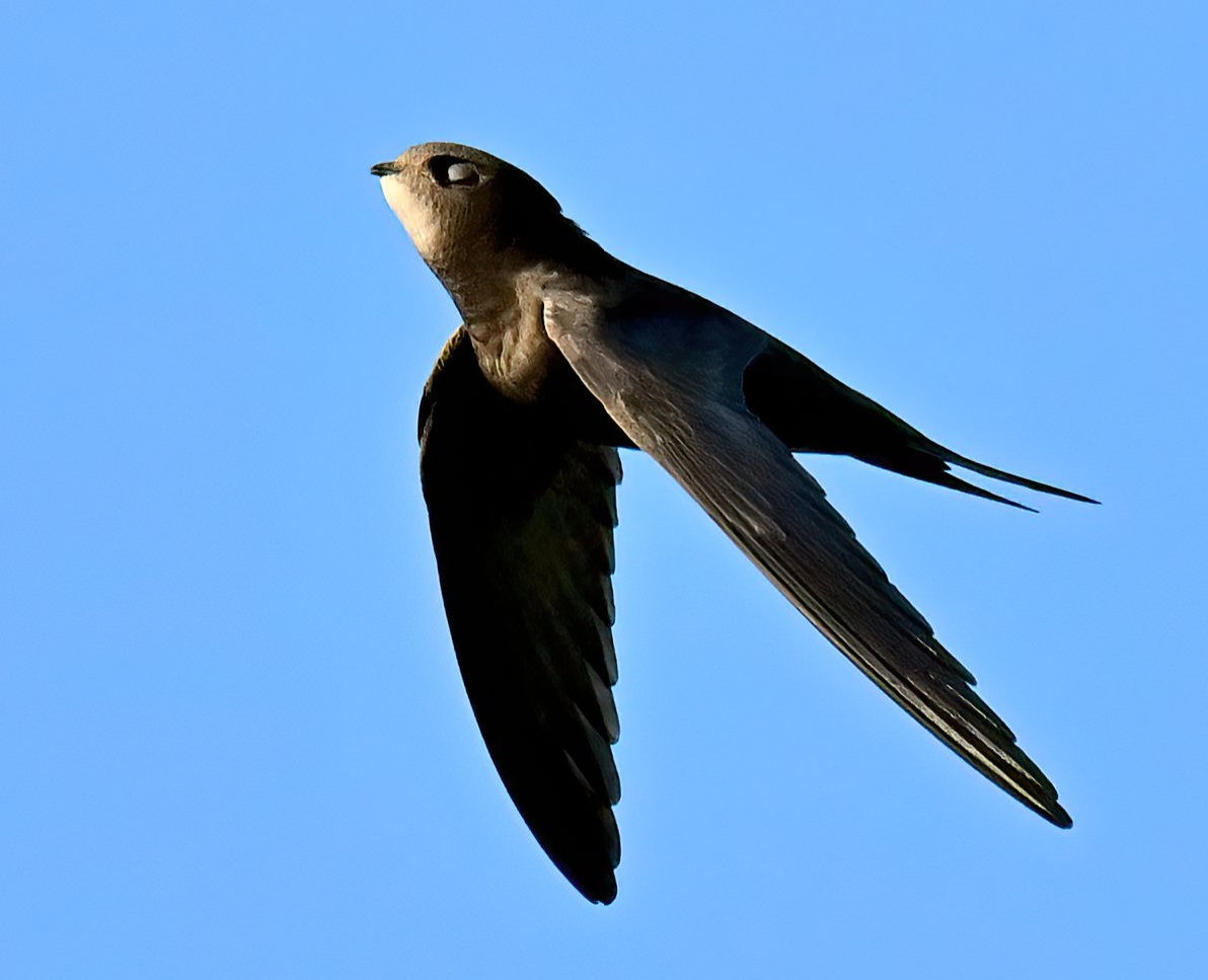 Swift acting superior - 10x8 mounted print (Landscape orientation)