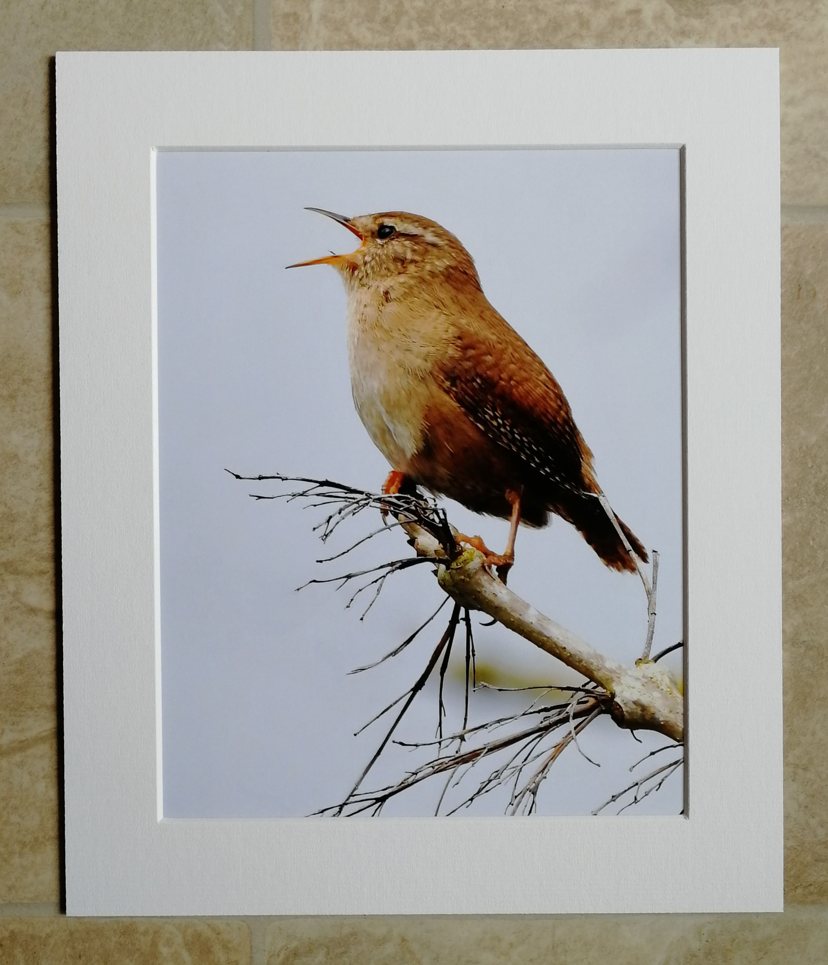 Wren in song - 10x8 mounted print