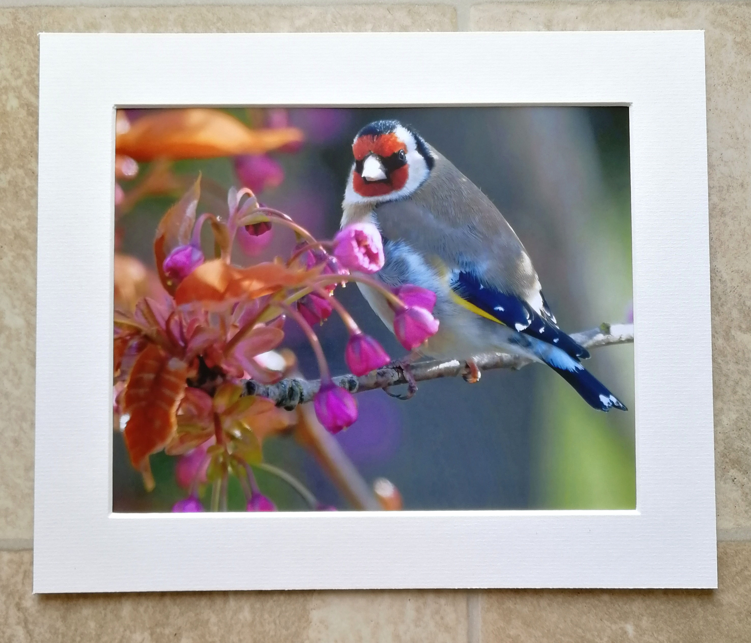 Goldfinch in cherry blossom - 10x8 mounted print