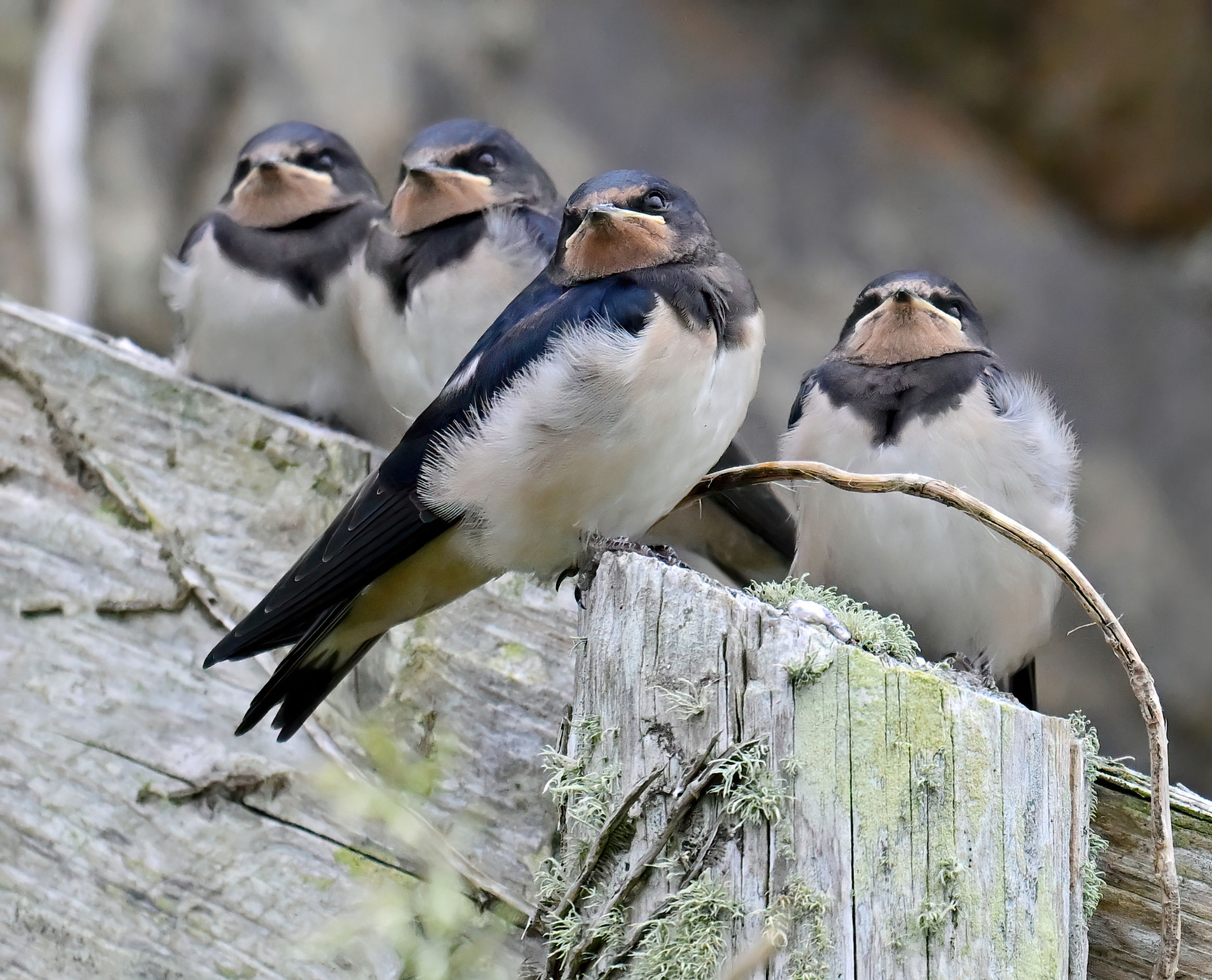 4 juvenile Swallows - 10x8 mounted print (Landscape orientation)