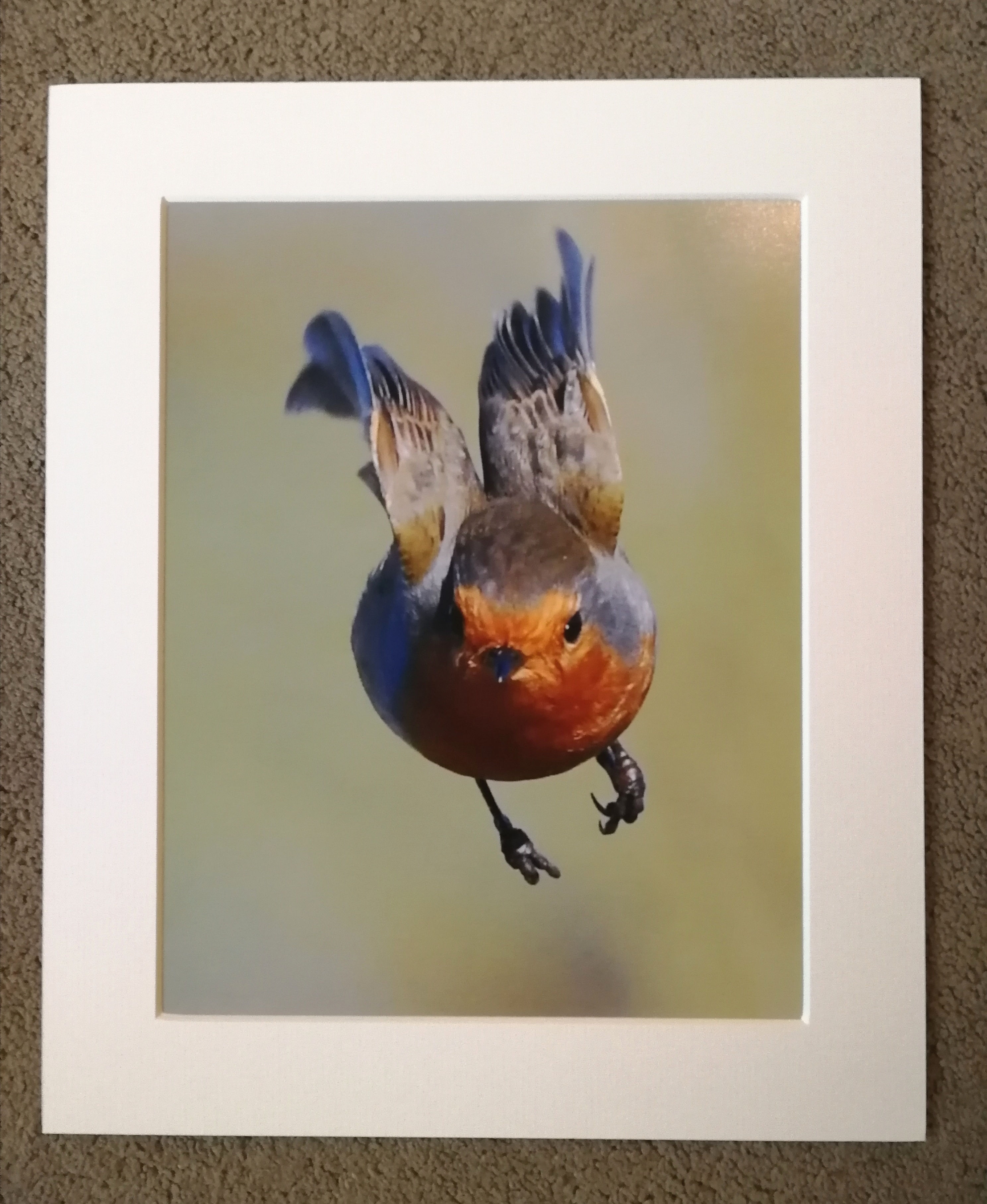 10x8 mounted print, Super Robin