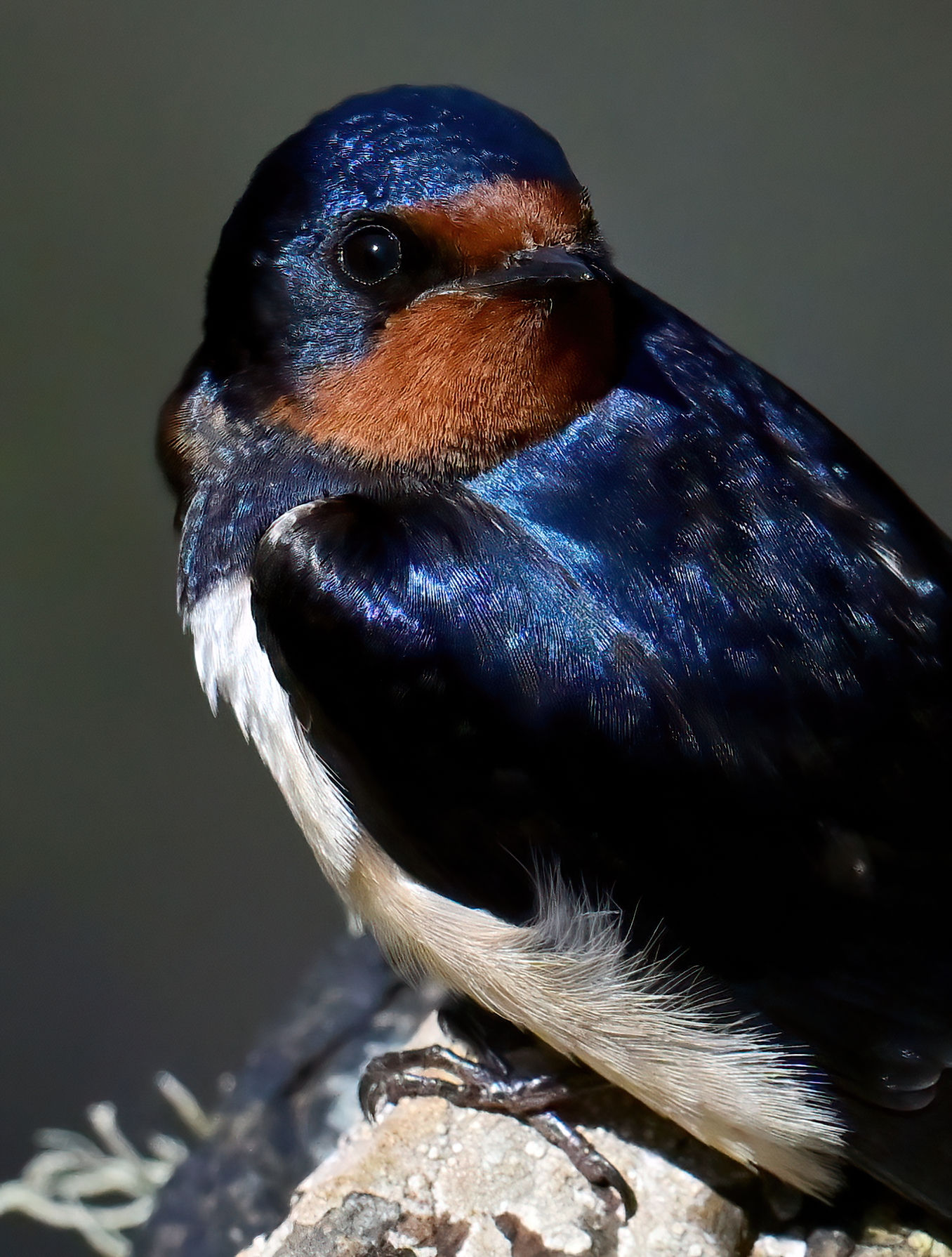 Handsome Swallow- 10x8 mounted print (Portrait orientation)