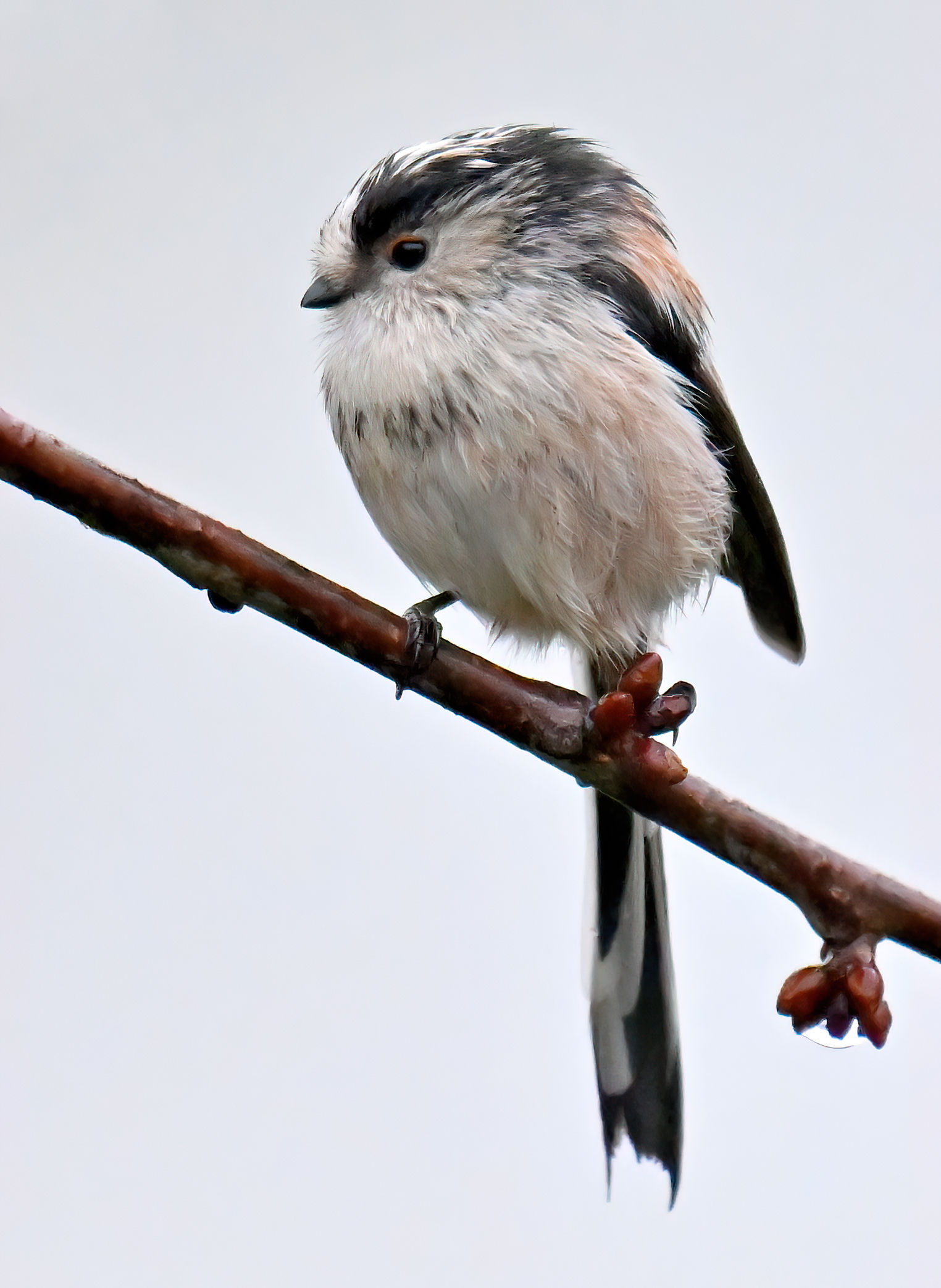 Long Tailed Tit cuteness - 10x8 mounted print (Portrait orientation)