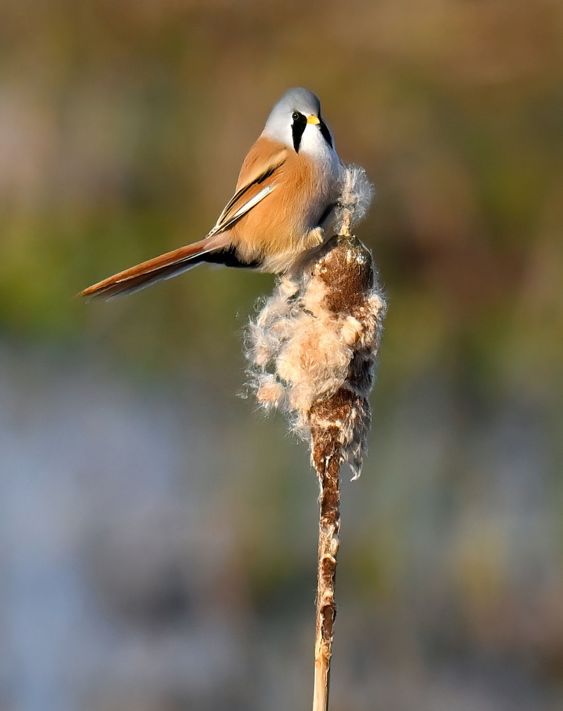 Bearded Tit on reedmace - 10x8 mounted print (Portrait orientation)
