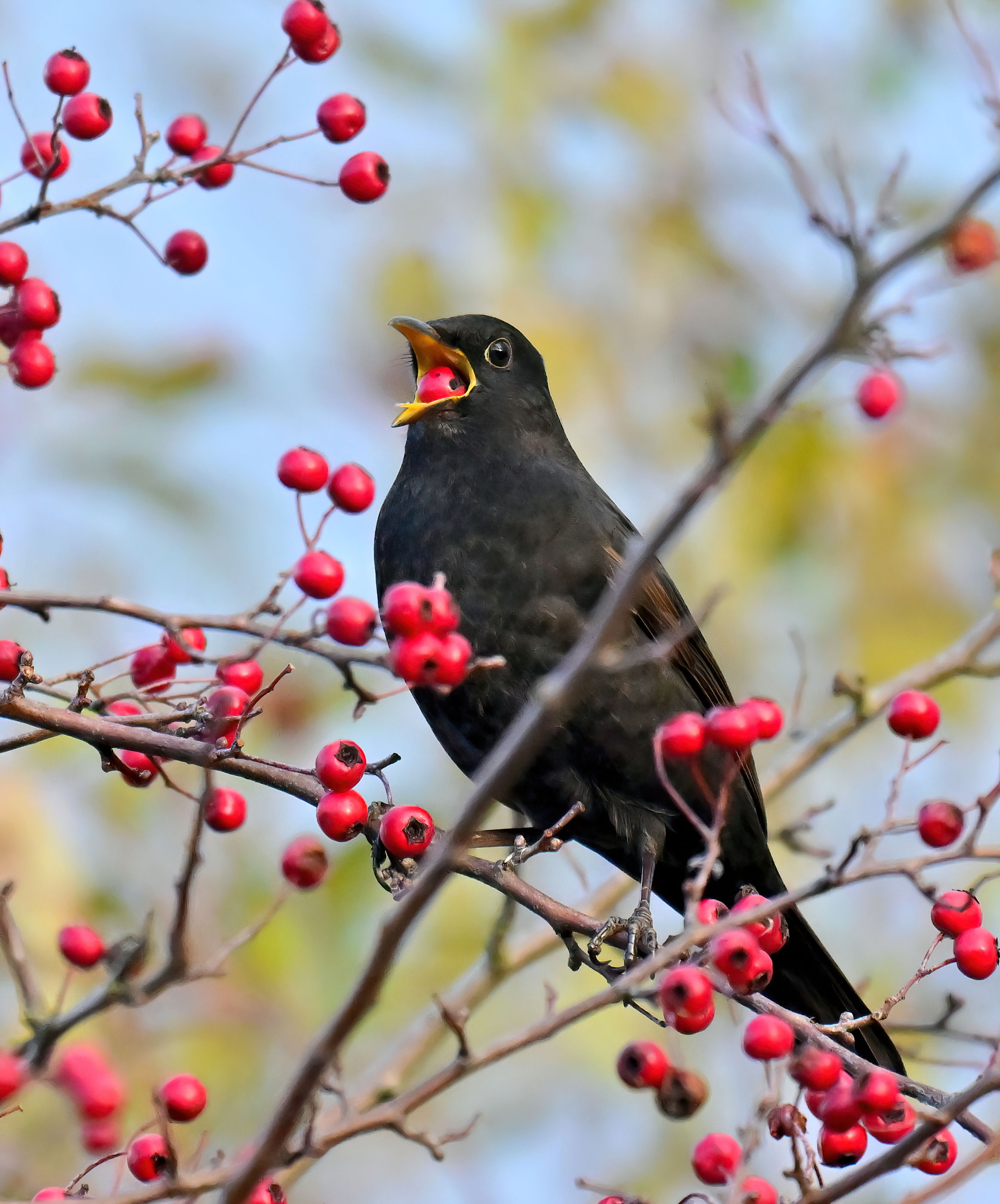 Blackbird with berry - 10x8 mounted print (Portrait orientation)