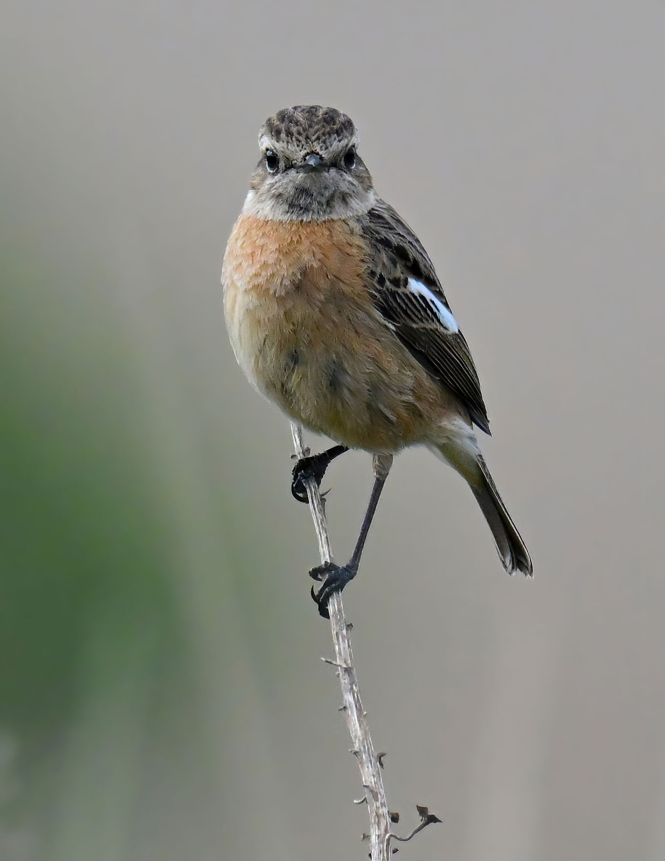 Female Stonechat Stare - 10x8 mounted print (Portrait orientation)