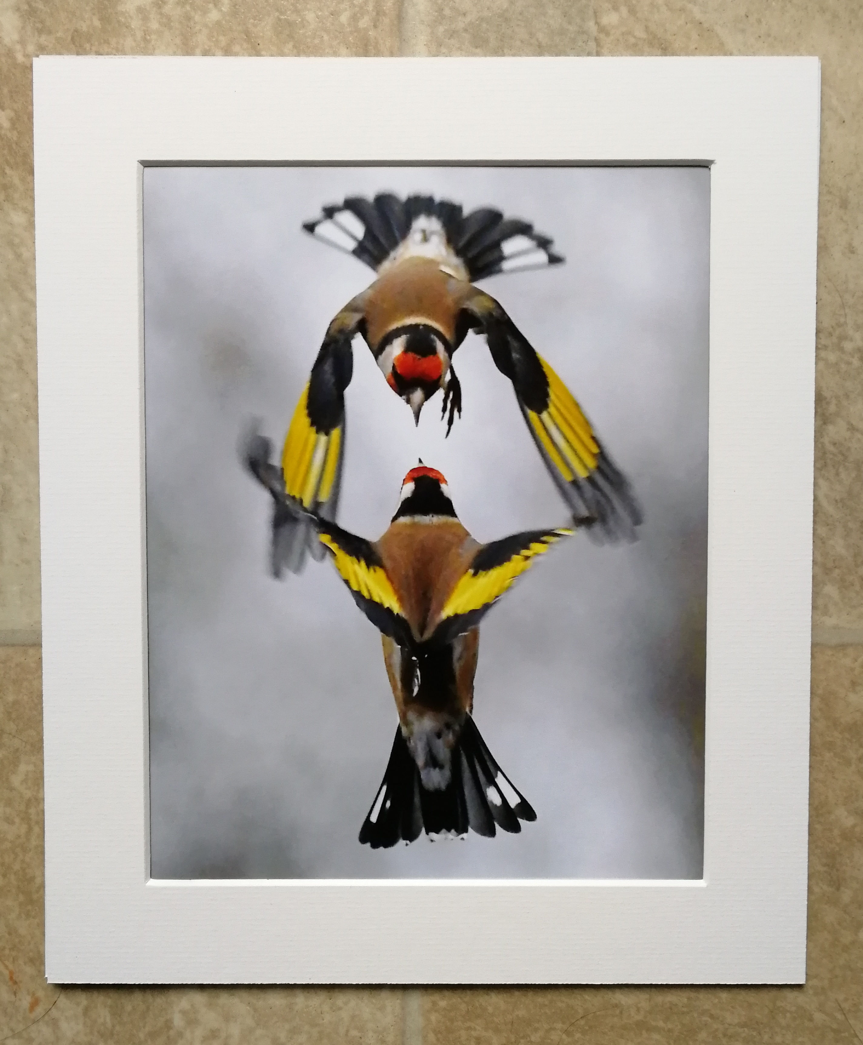 Battling Goldfinches - 10x8 mounted print