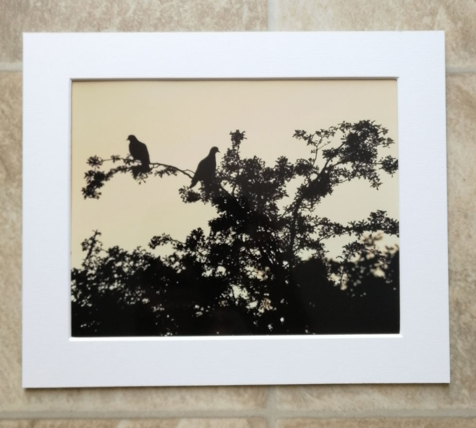 Stoke Dove sunset - 10x8 mounted print