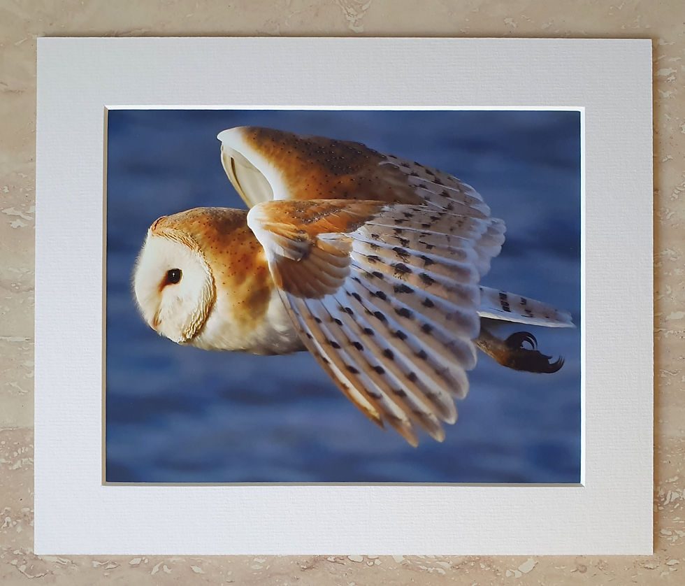 Barn Owl flyby - 10x8 mounted print 