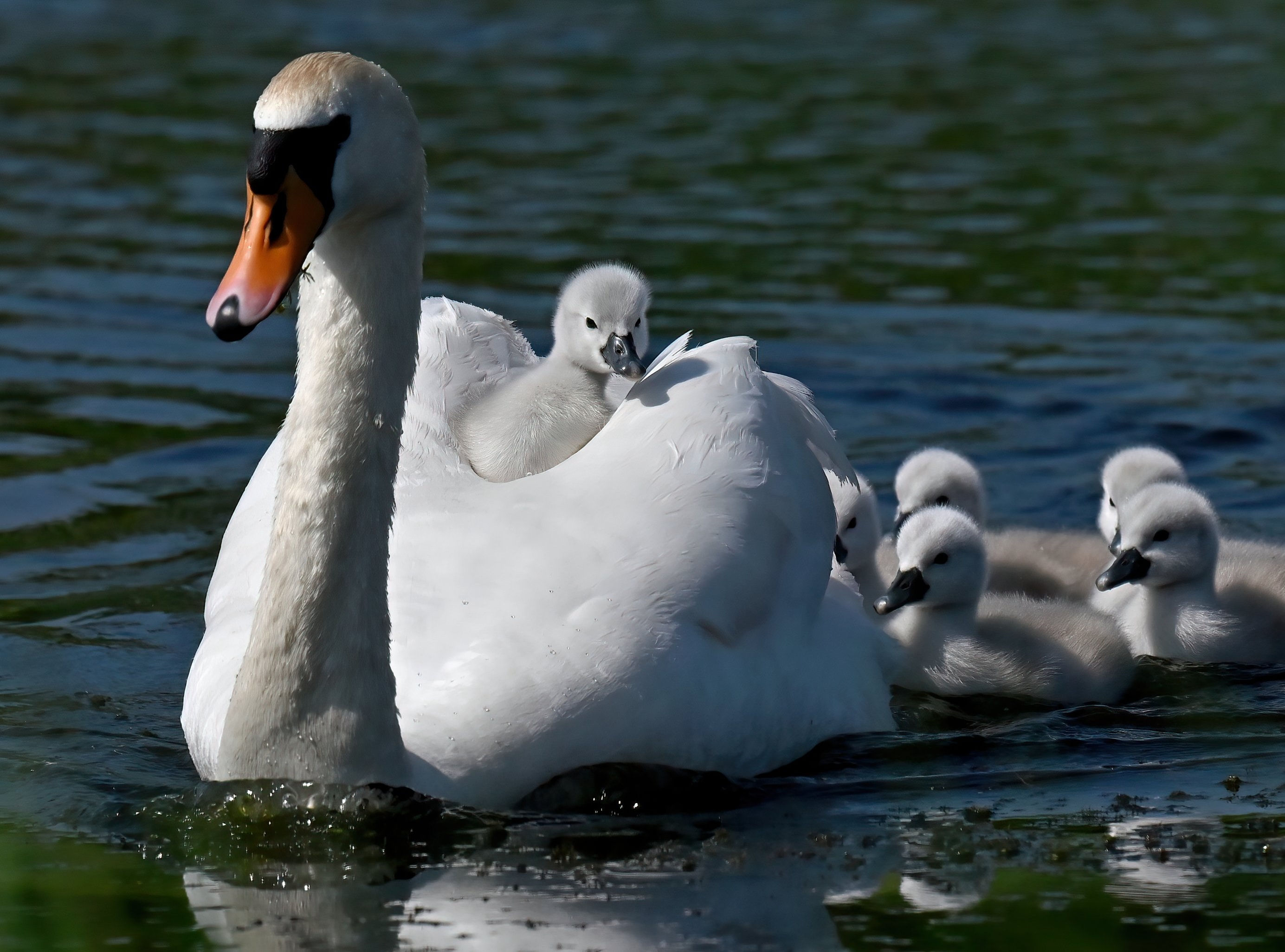 Hitching a ride - 10x8 mounted print (Landscape orientation)