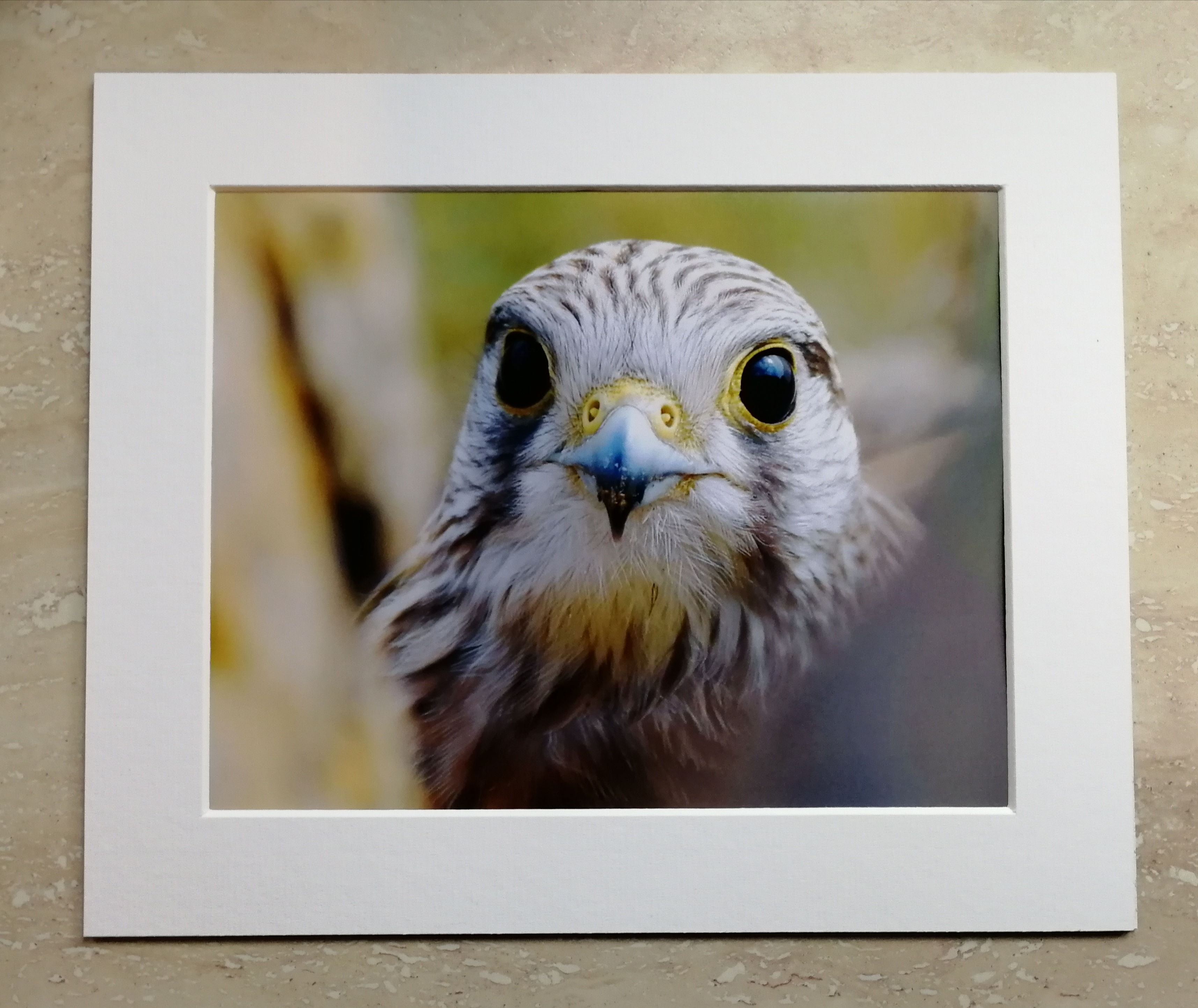 Kestrel portrait - 10x8 mounted print
