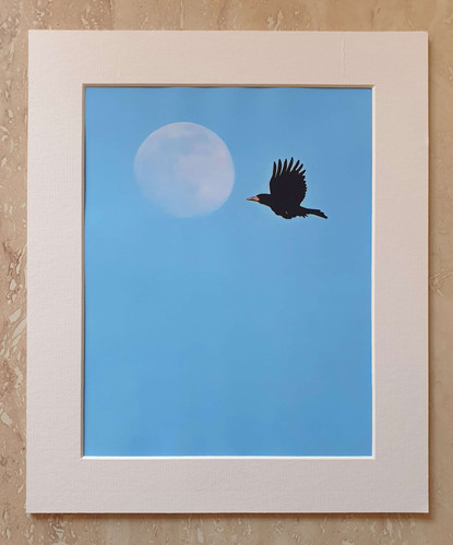 Rook moon - 10x8 mounted print | Carl Bovis Nature Ph