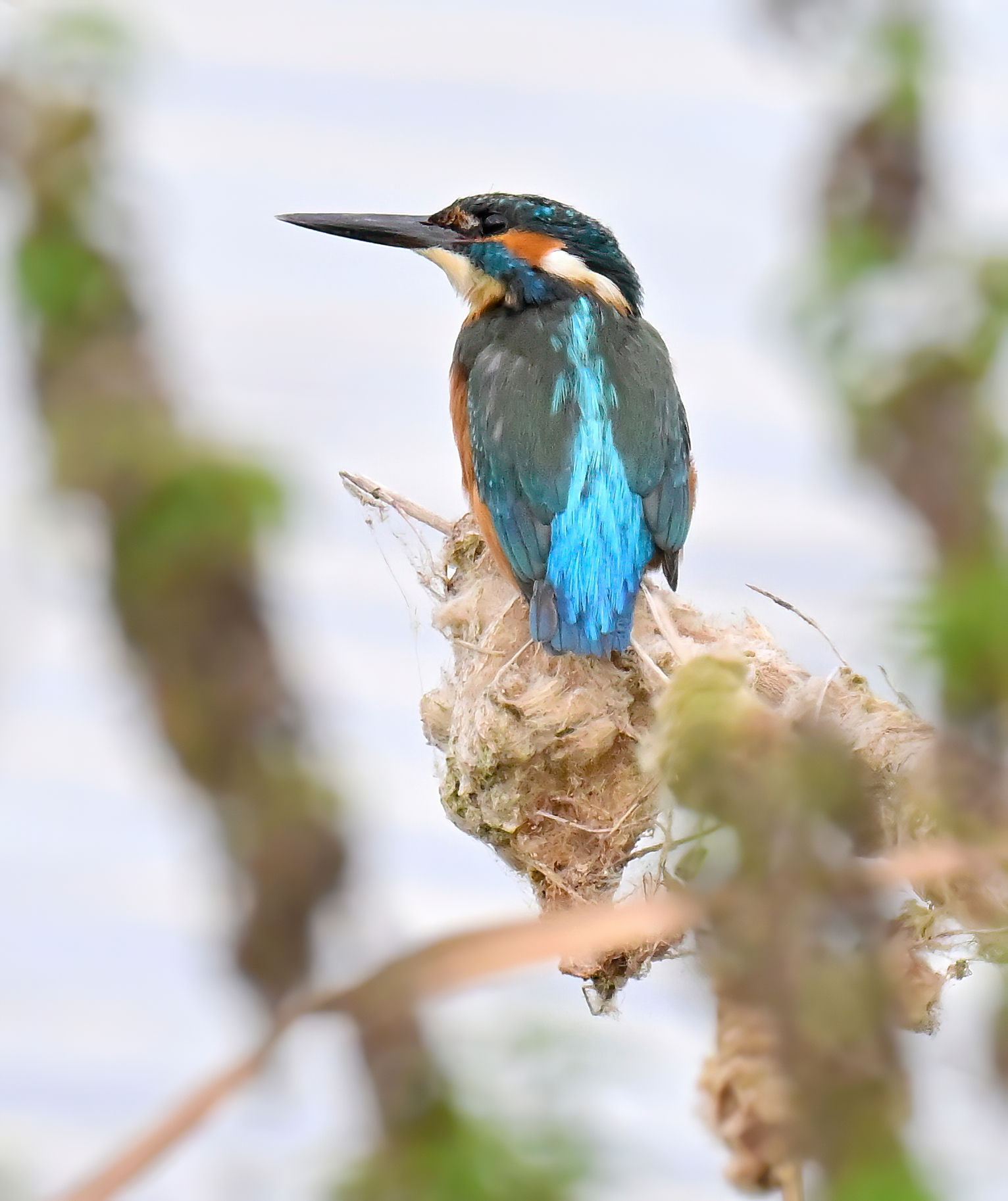 Kingfisher by the lake - 10x8 mounted print (Portrait orientation)