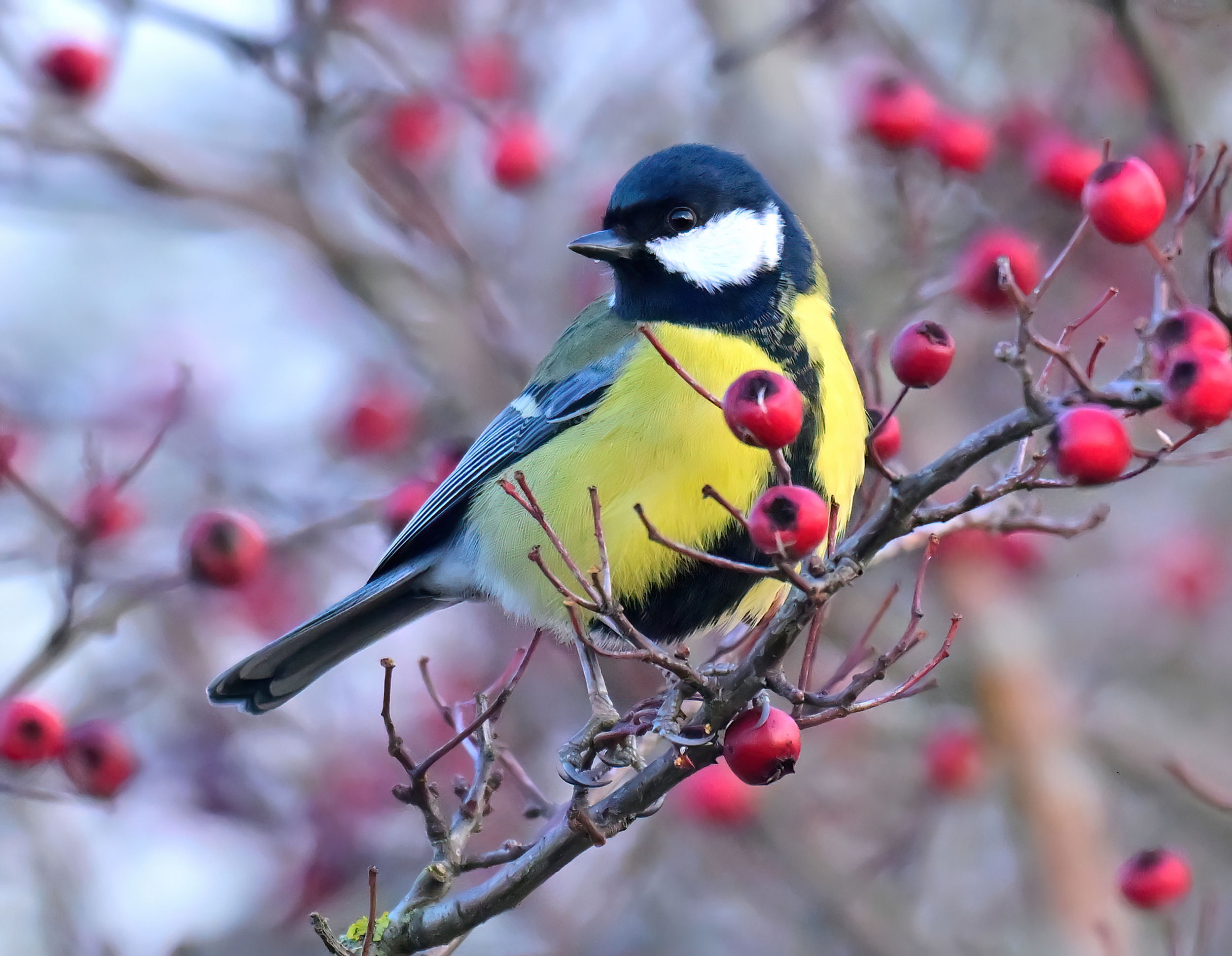 Berry Great Tit - 10x8 mounted print (Landscape orientation)