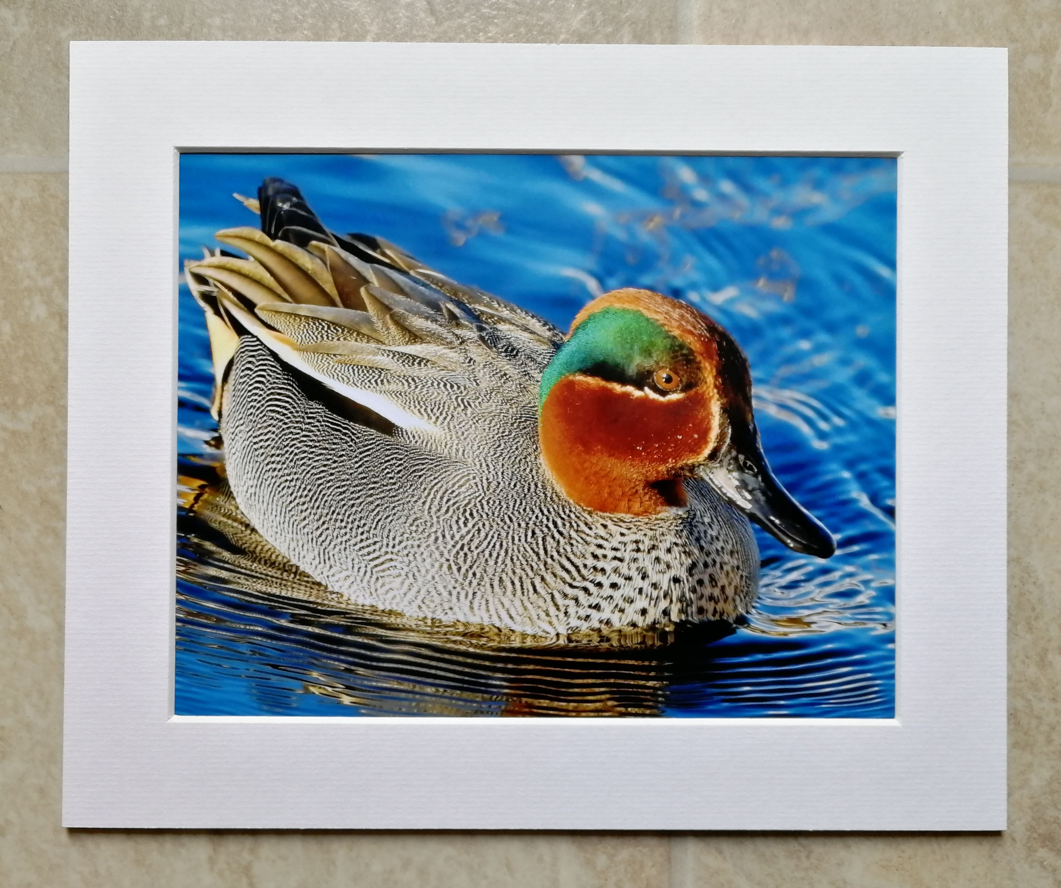 Male Teal on the water - 10x8 mounted print 