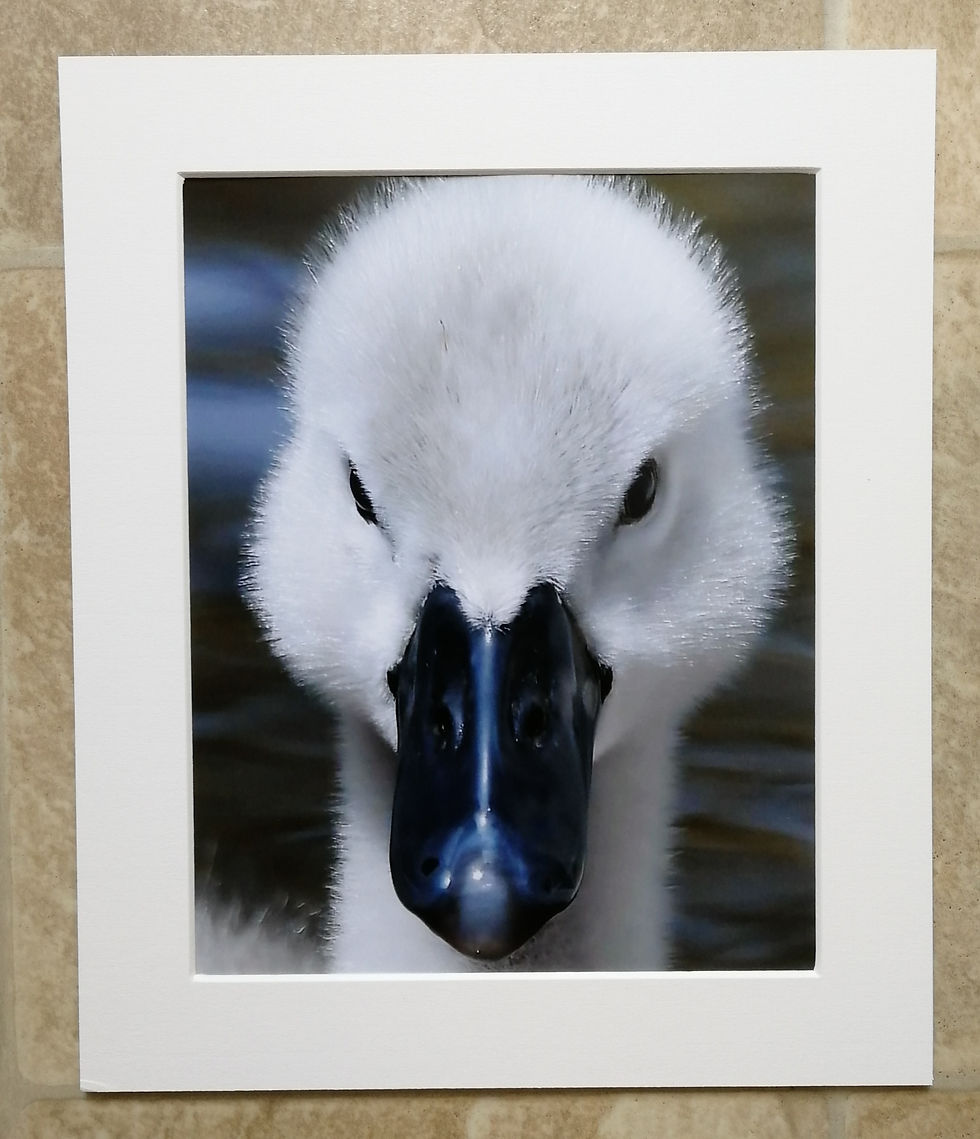 Cygnet portrait - 10x8 mounted print