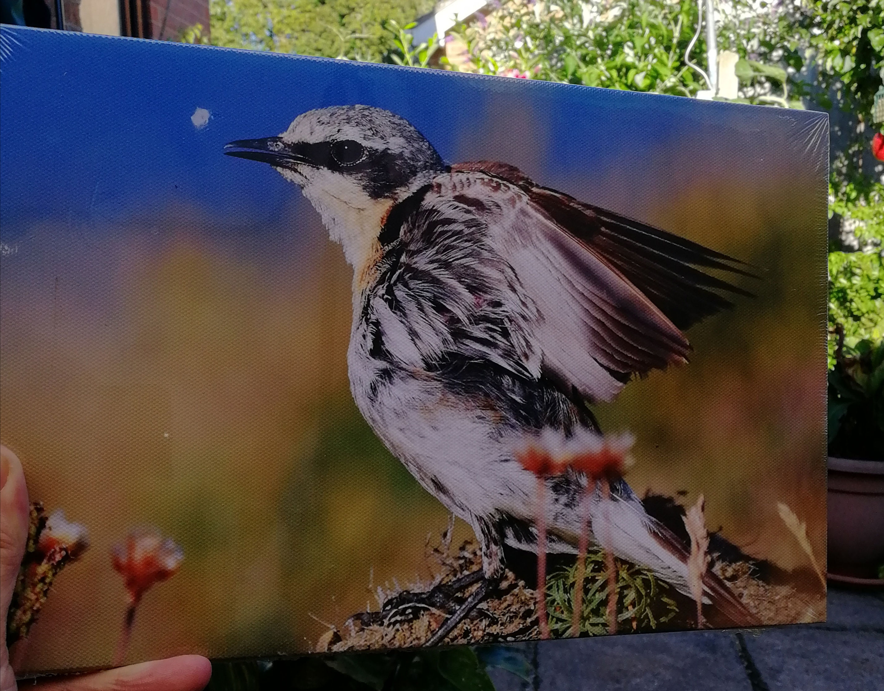 12x8 canvas print - Male Wheatear