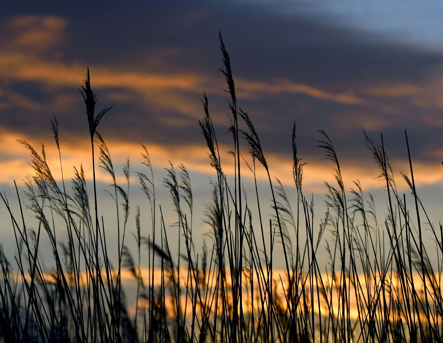 Greylake sunset - 10x8 mounted print 
