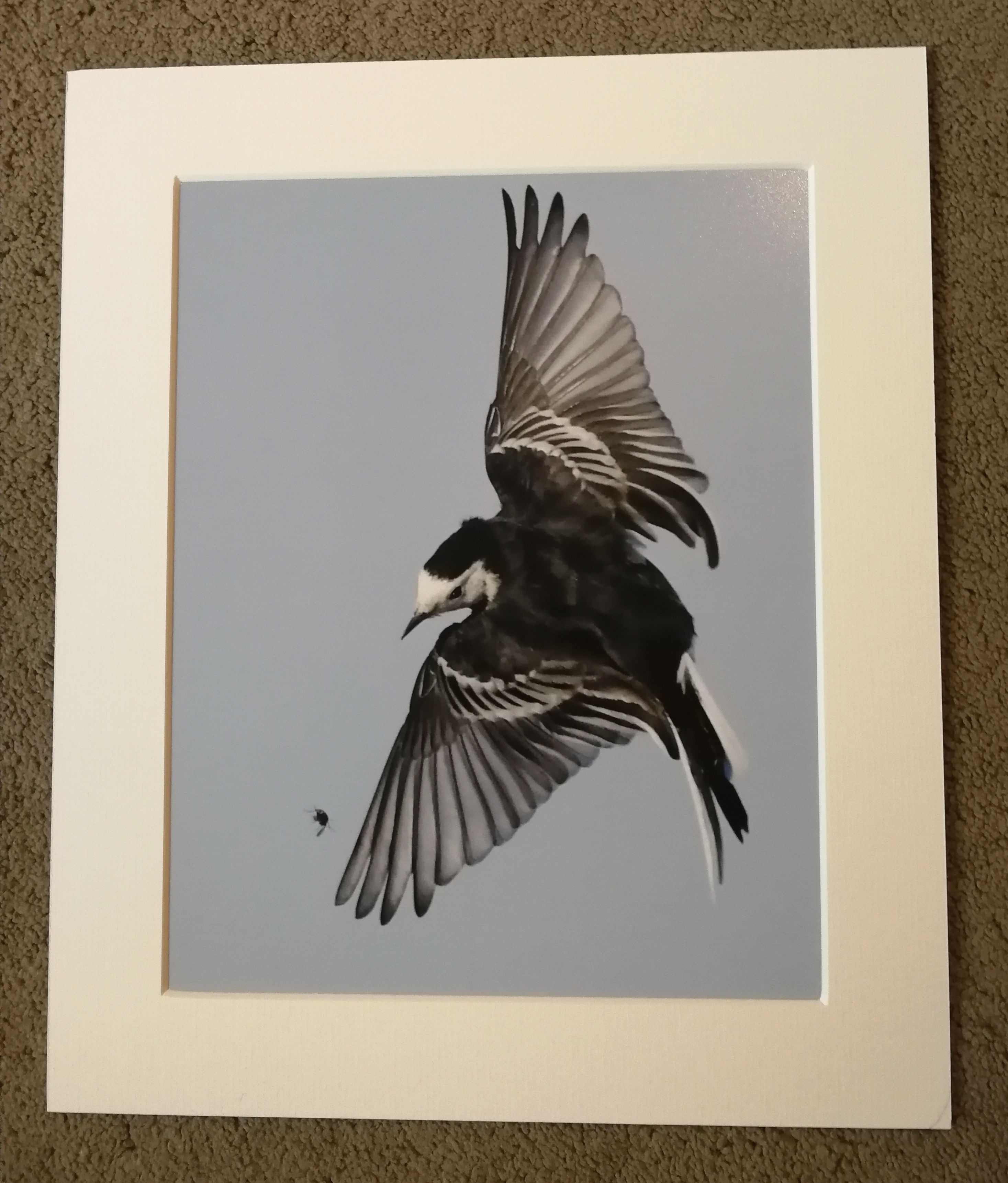 10x8 mounted print, Pied Wagtail after a fly