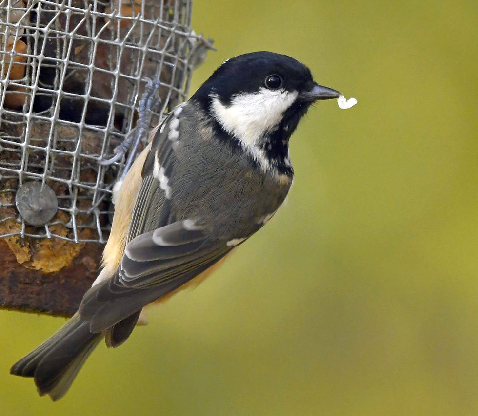 Coal Tit with a heart - 10x8 mounted print (Landscape orientation)