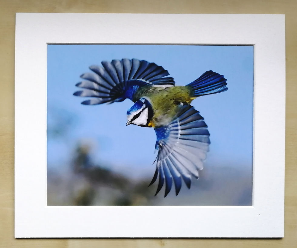Blue Tit wings - 10x8 mounted print
