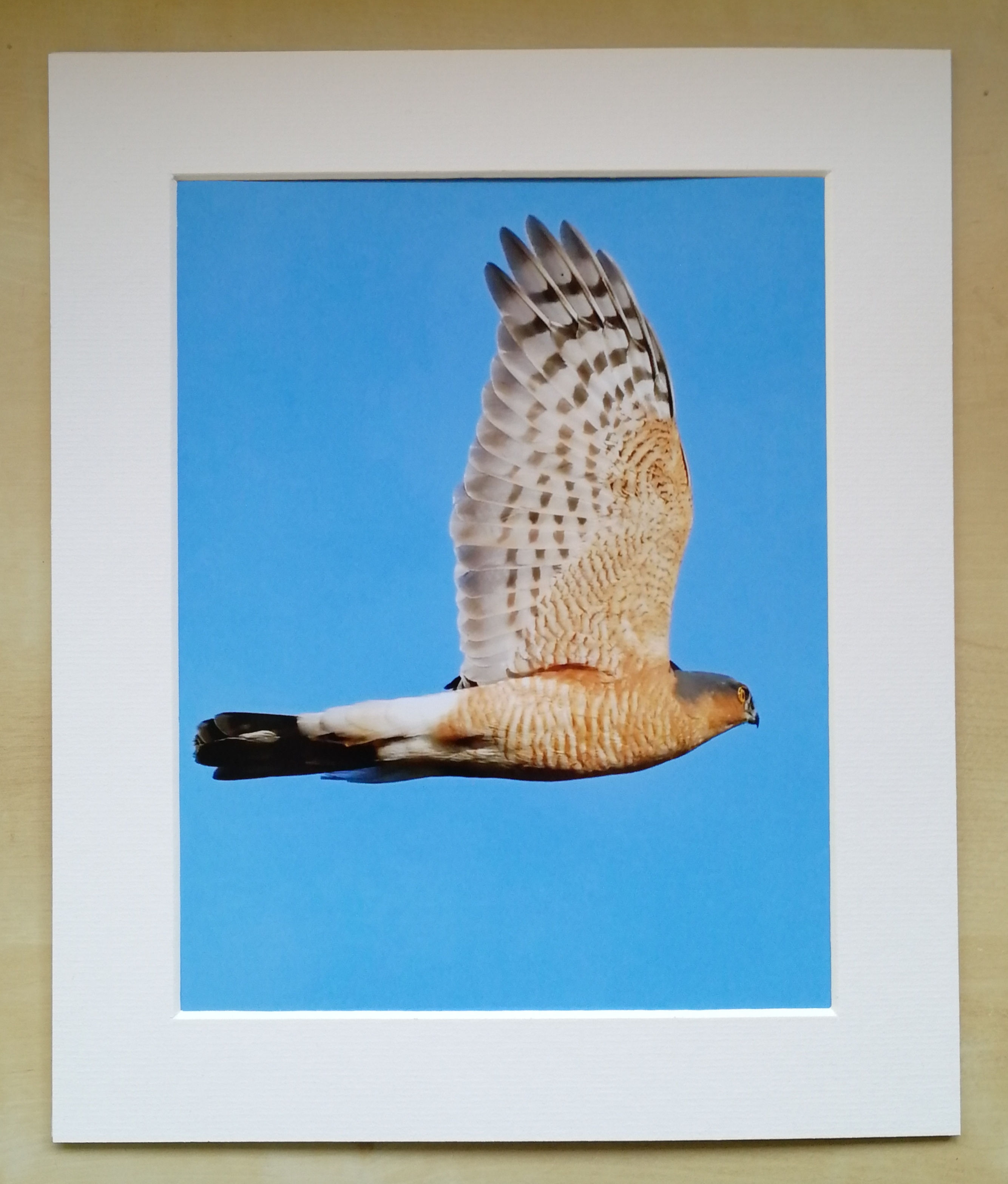 Male Sparrowhawk - 10x8 mounted print 