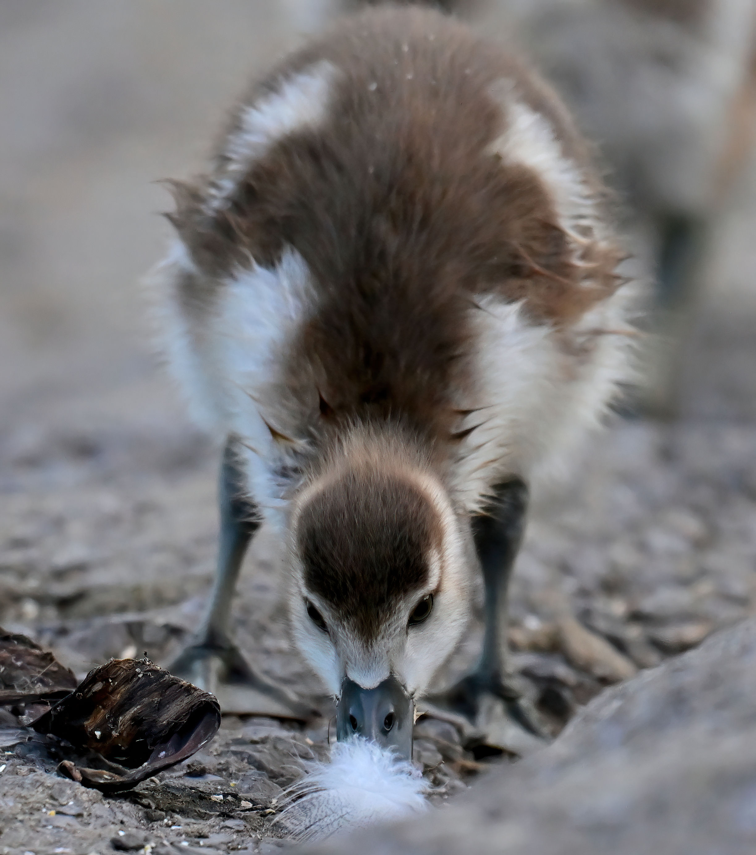 Egyptian Goose gosling & feather - 10x8 mounted print (Portrait orientation)