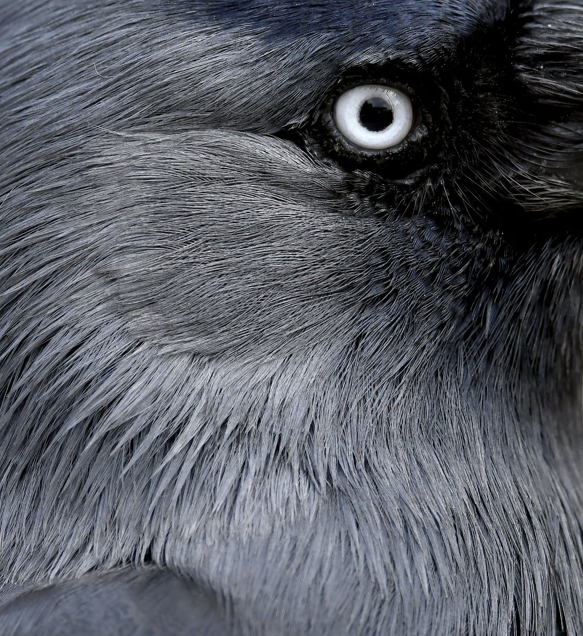 Eye of the Jackdaw - 10x8 mounted print 