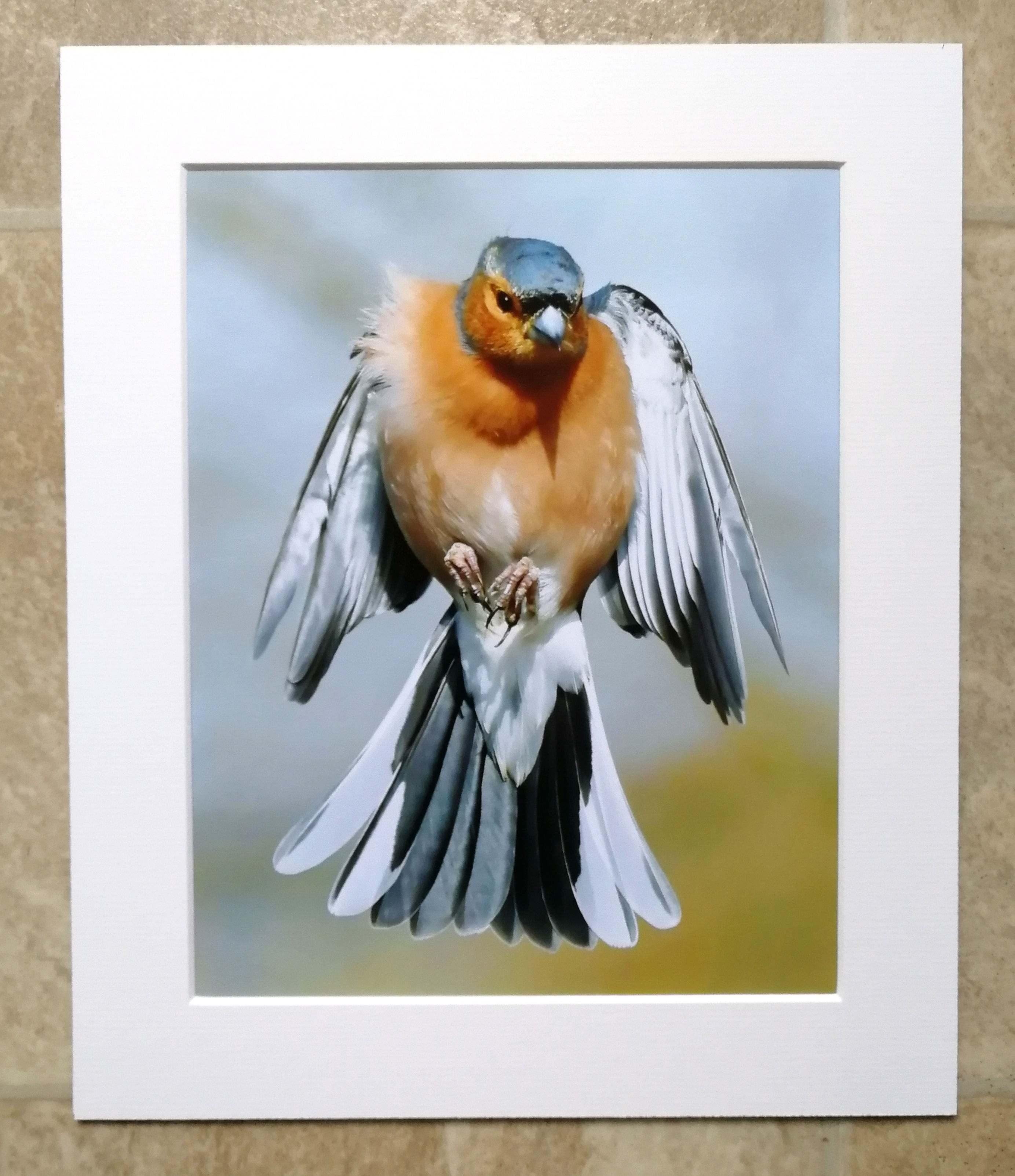Male Chaffinch frozen in the air - 10x8 mounted print