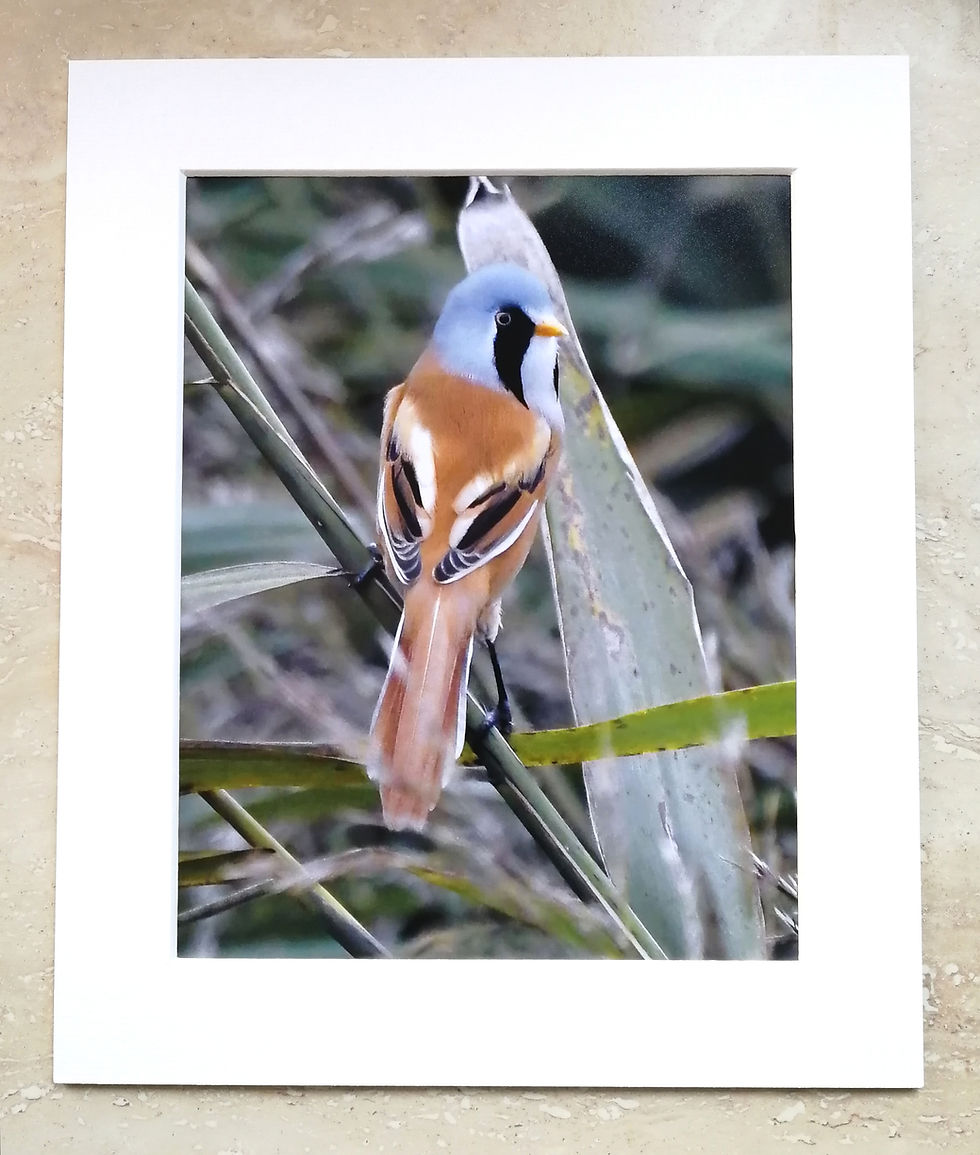 Over the shoulder Bearded Tit - 10x8 mounted print