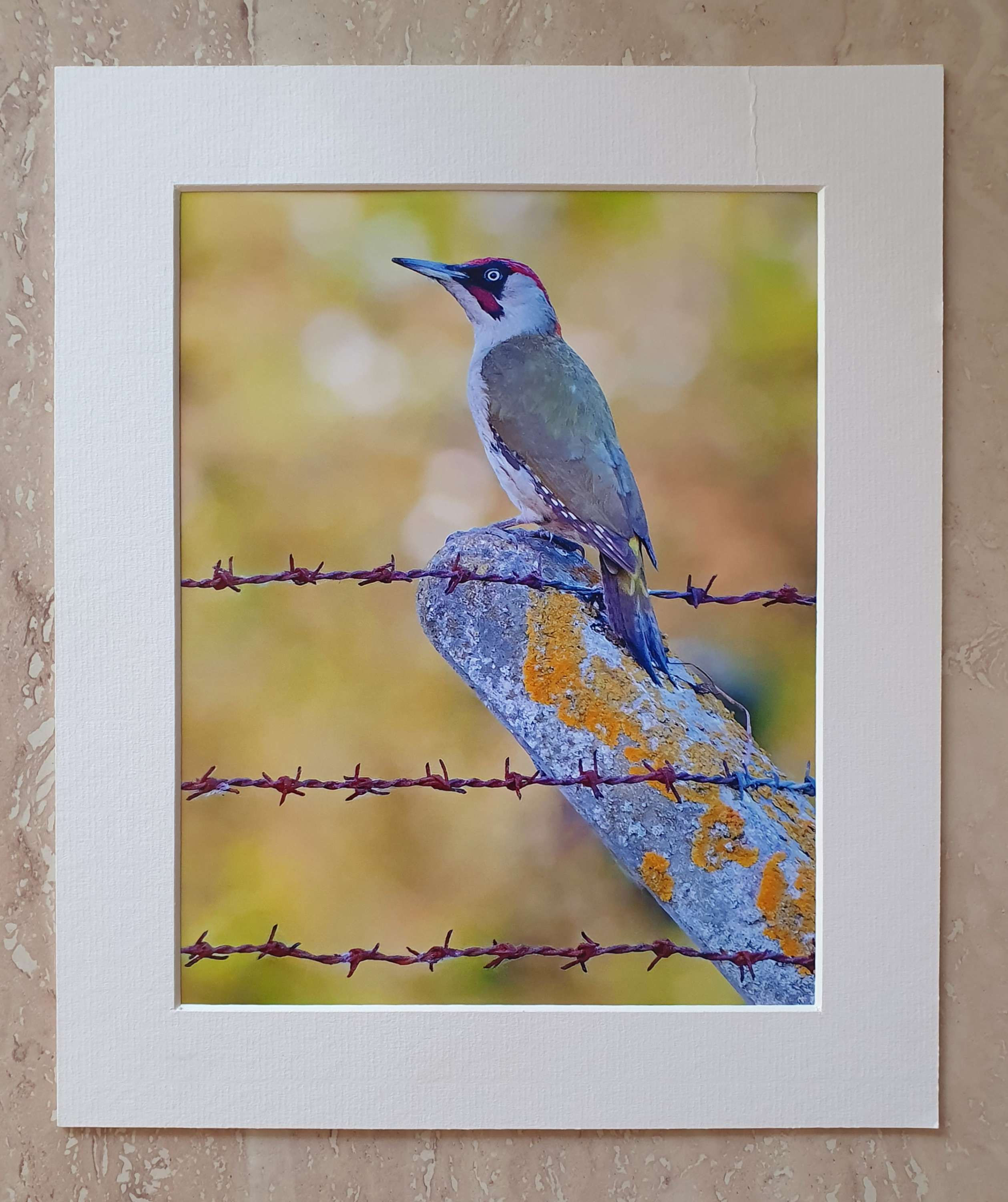 Green Woodpecker on barbed wire fence - 10x8 mounted print