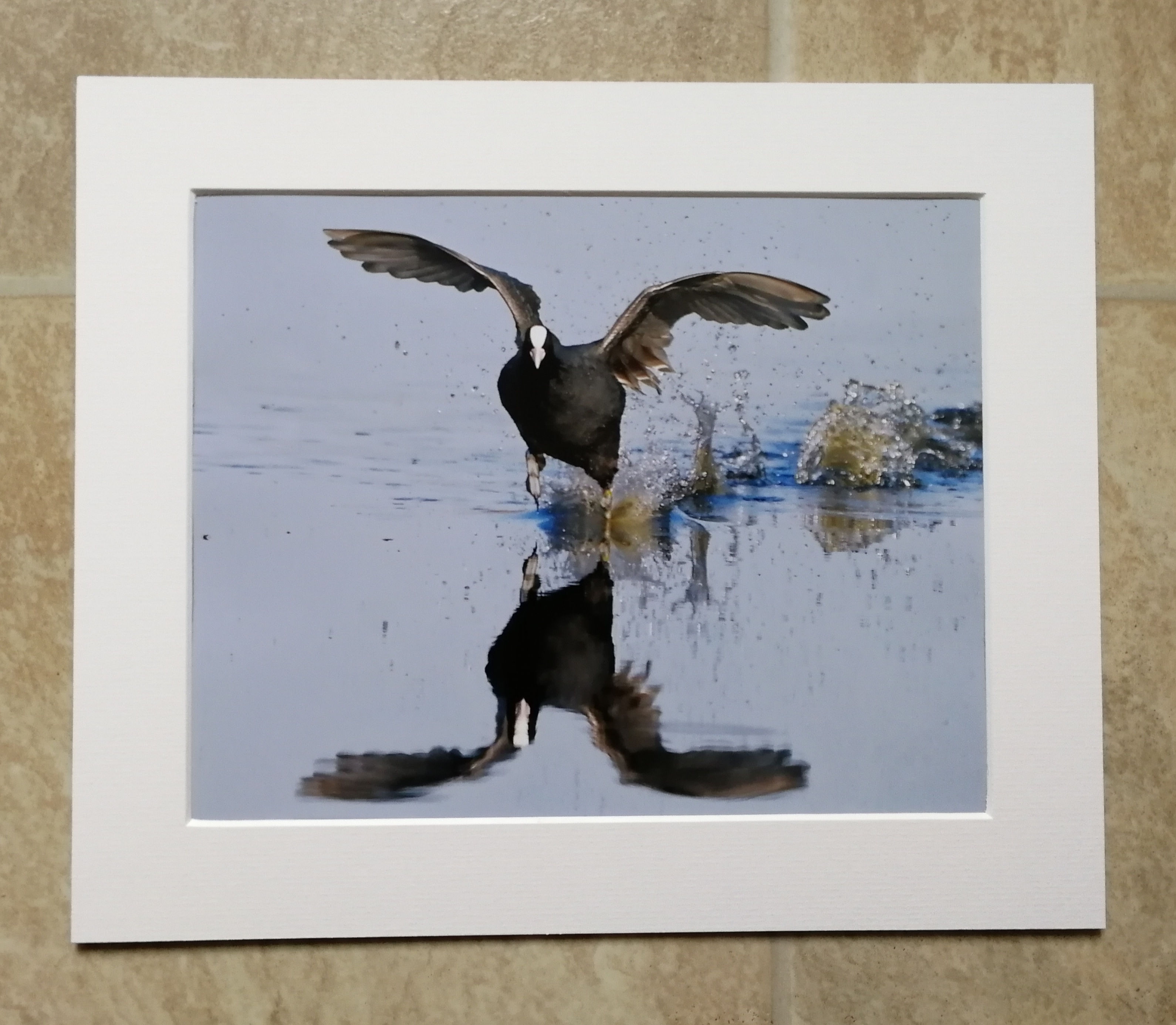 Running Coot reflection - 10x8 mounted print