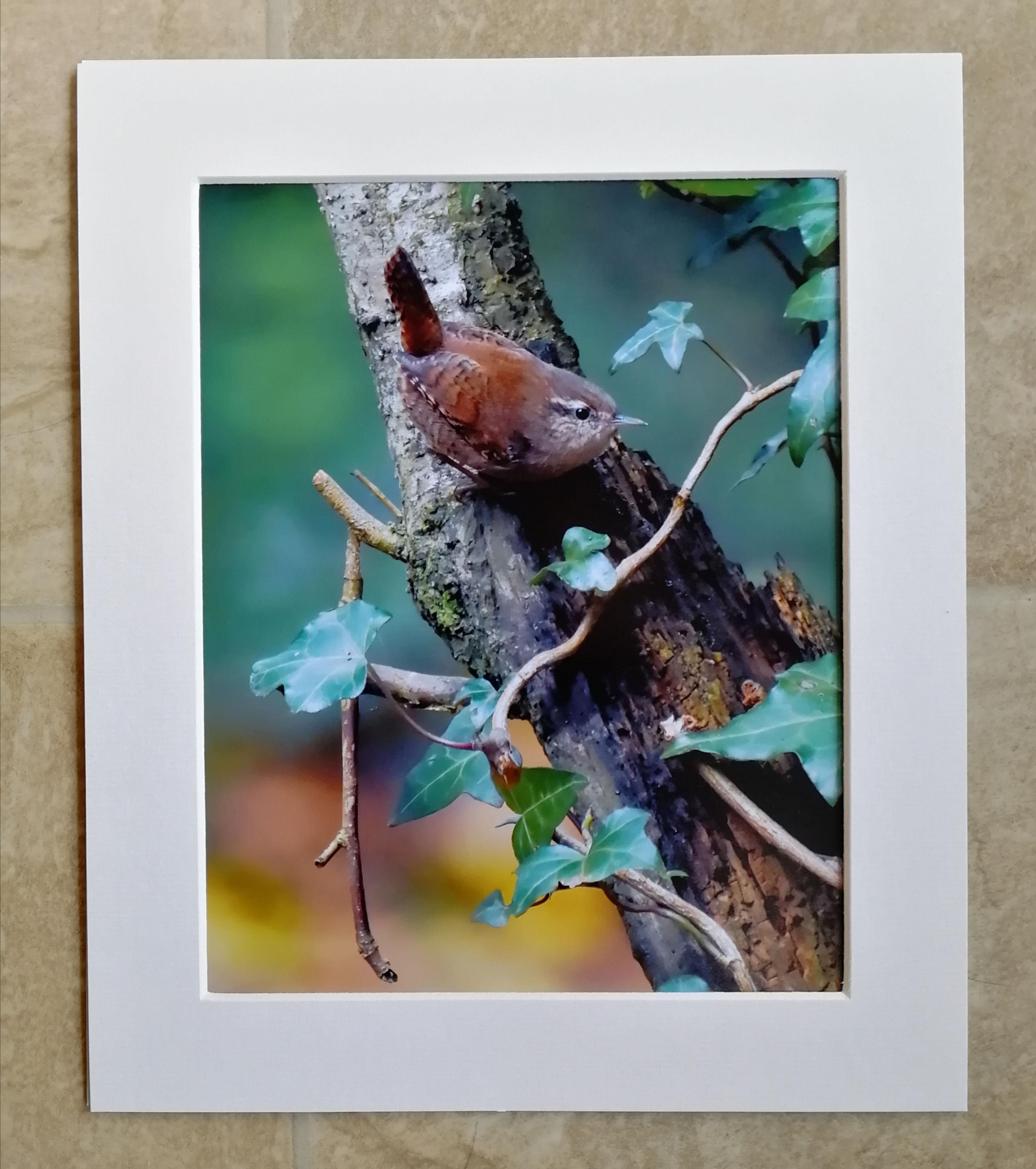 The Wren and the Ivy - 10x8 mounted print 