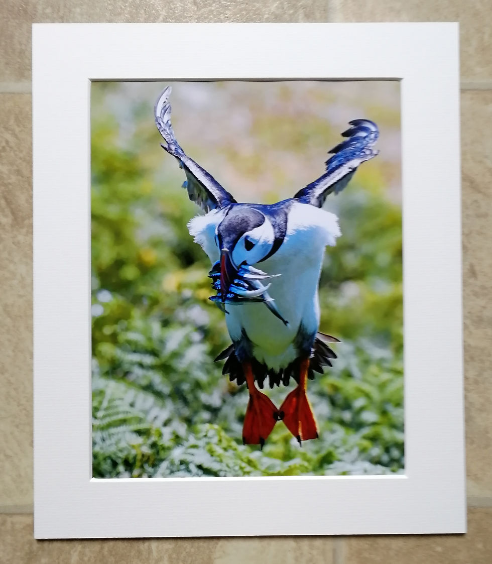 Puffin with lunch - 10x8 mounted print