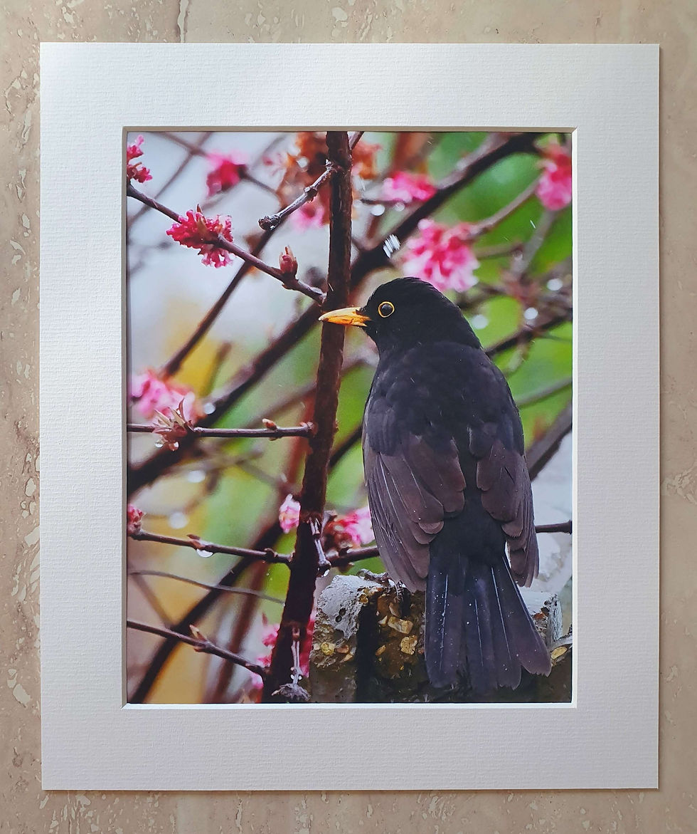 Blackbird in the pink - 10x8 mounted print