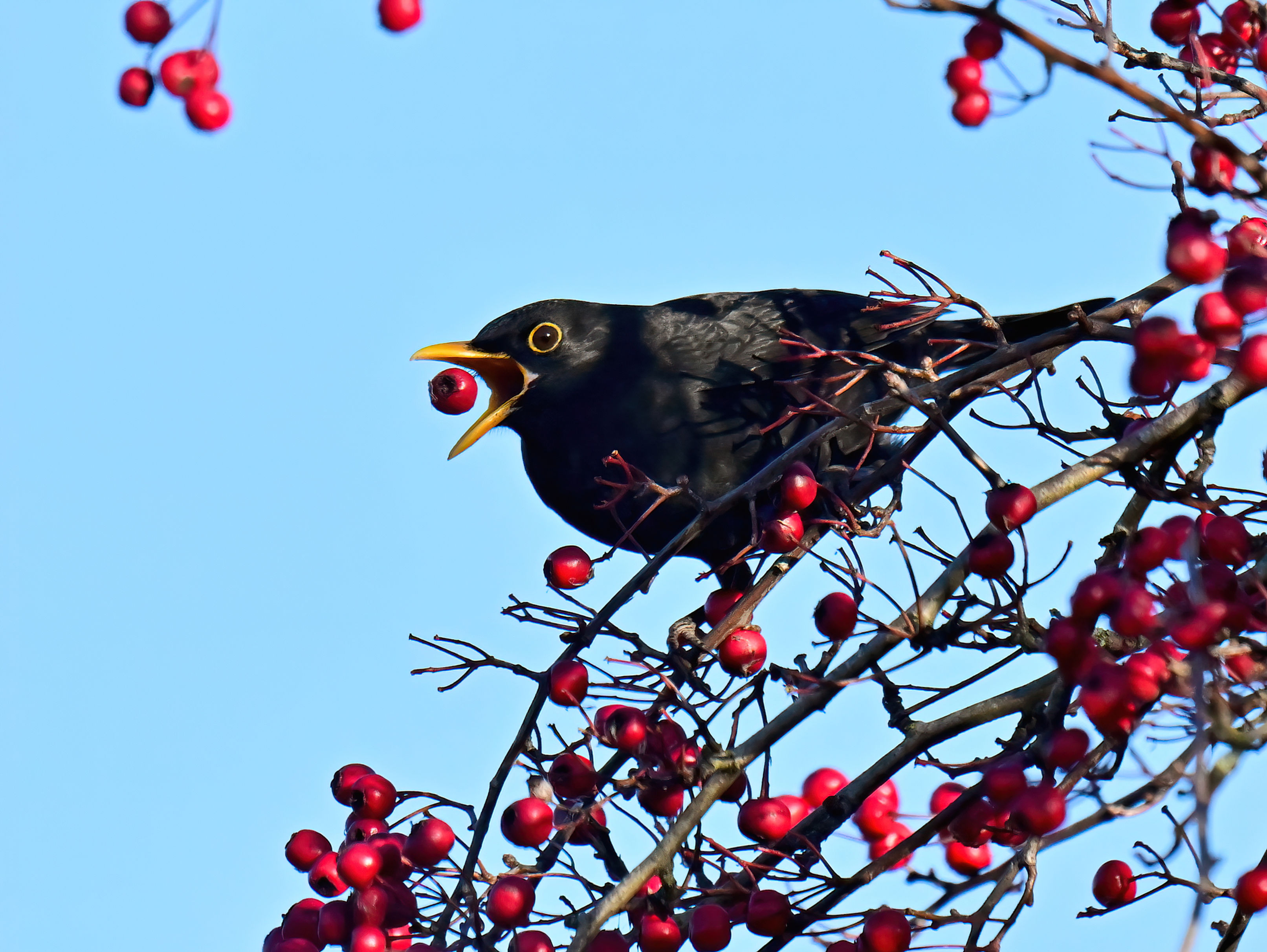 Berry juggling Blackbird - 10x8 mounted print (Landscape orientation)