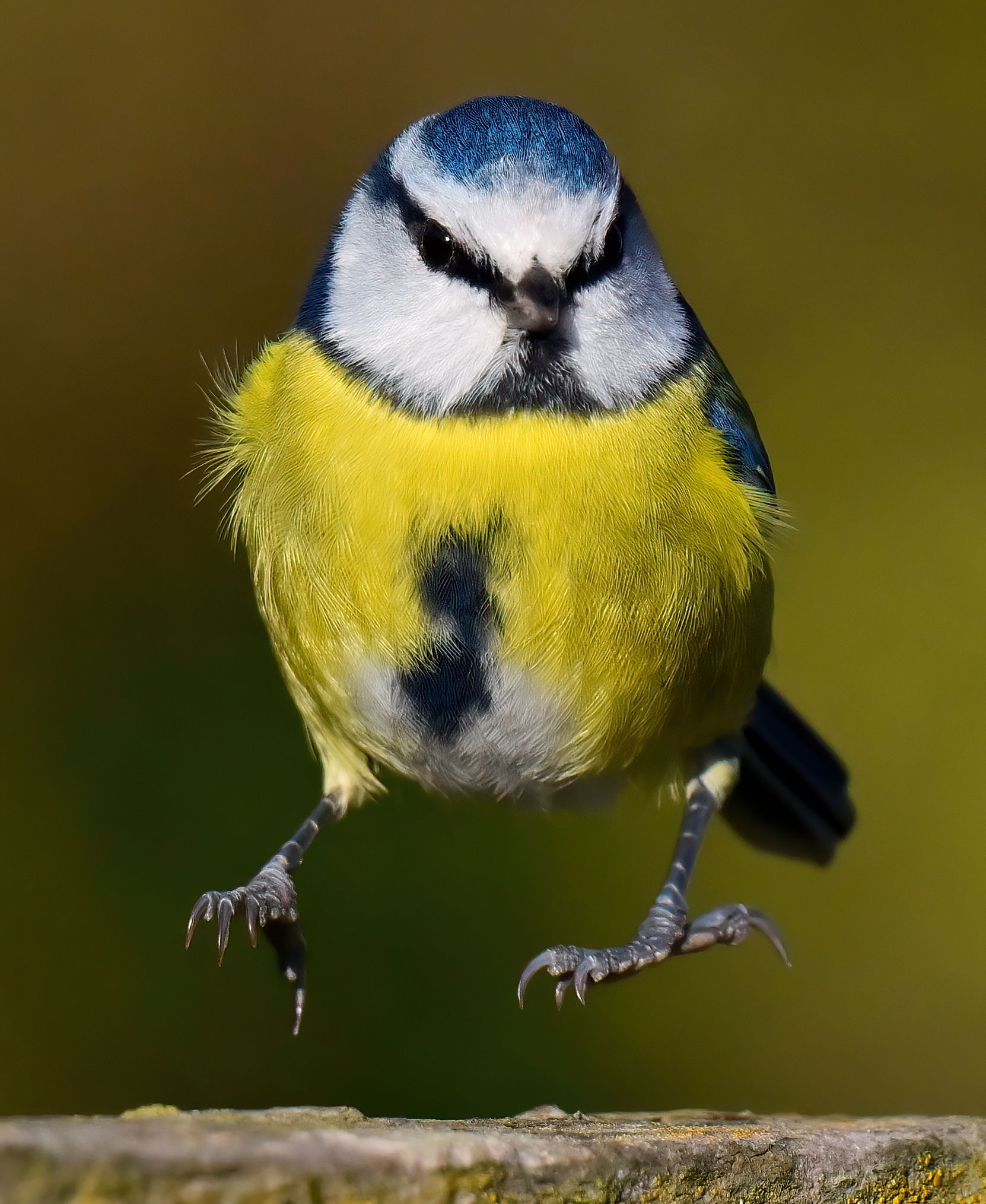 Levitating Blue Tit - 10x8 mounted print (Portrait orientatio